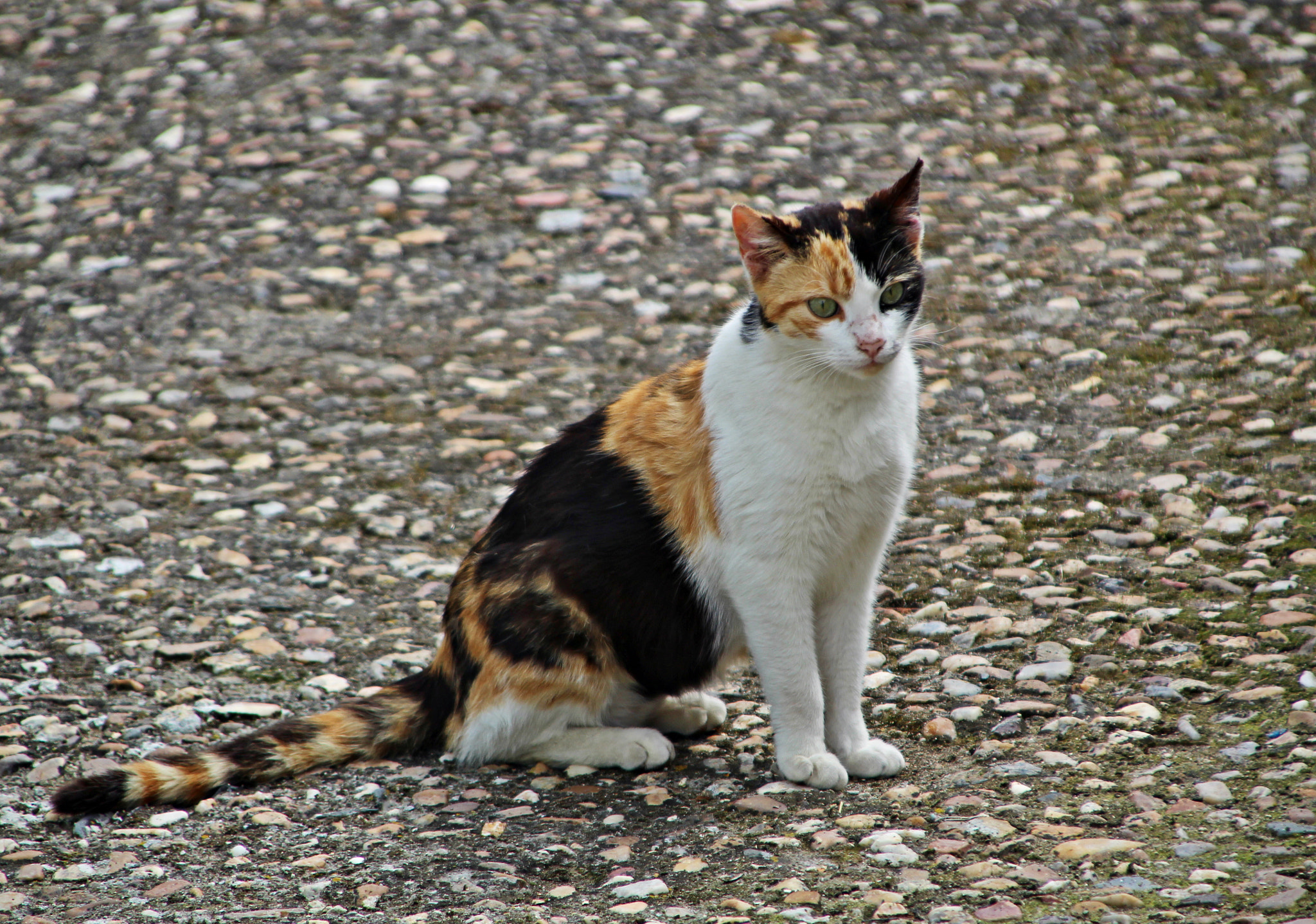 Canon TS-E 90mm F2.8 Tilt-Shift sample photo. Gato a la espera photography