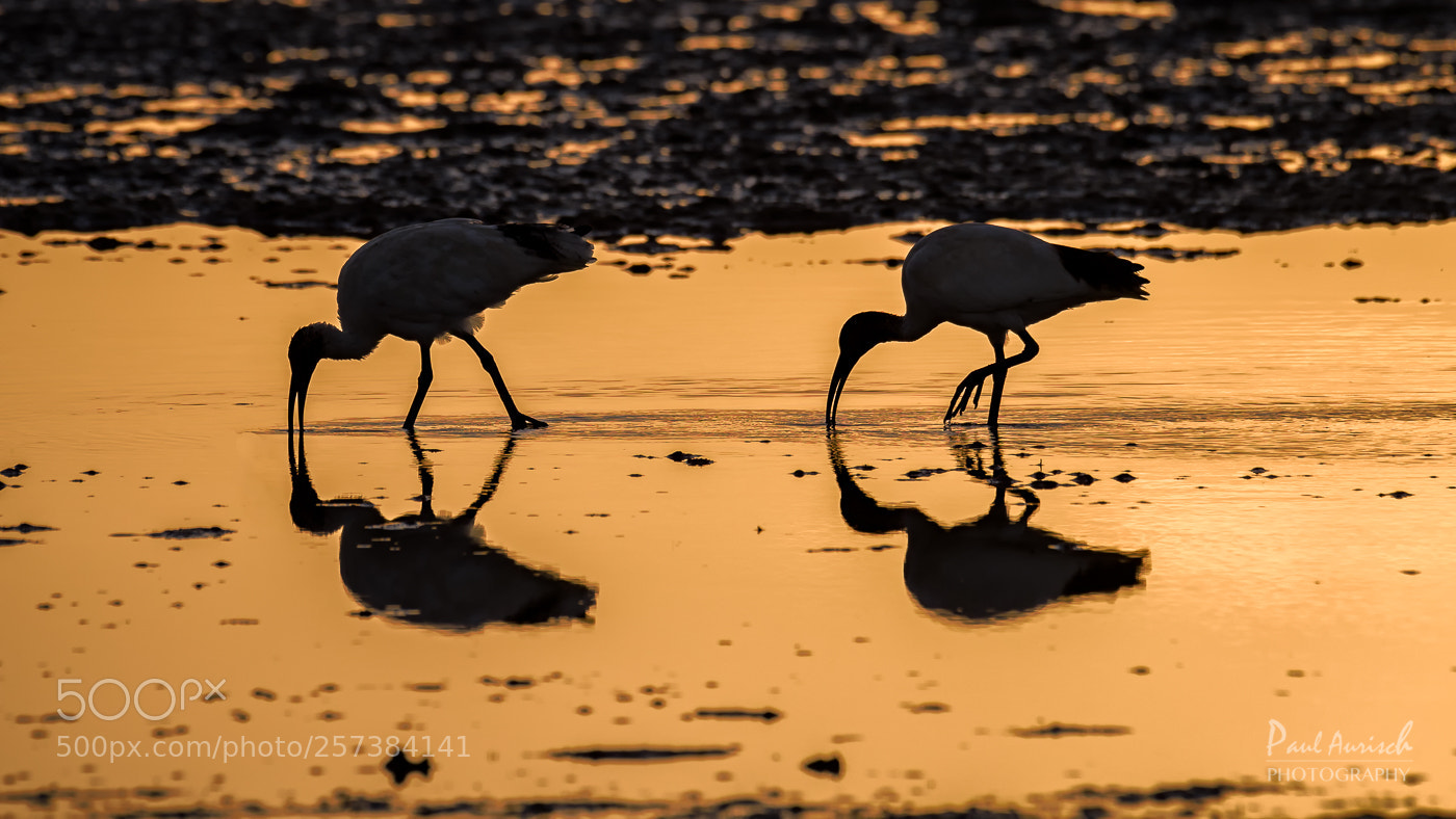 Nikon D500 sample photo. Ibis photography