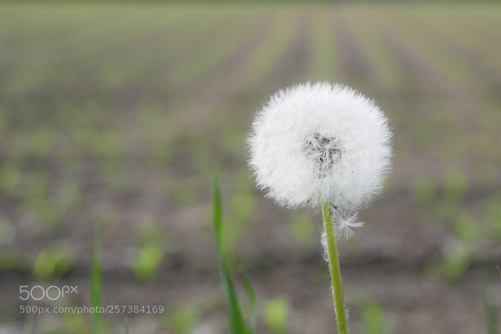 Panasonic DMC-G70 sample photo. Dandelion photography