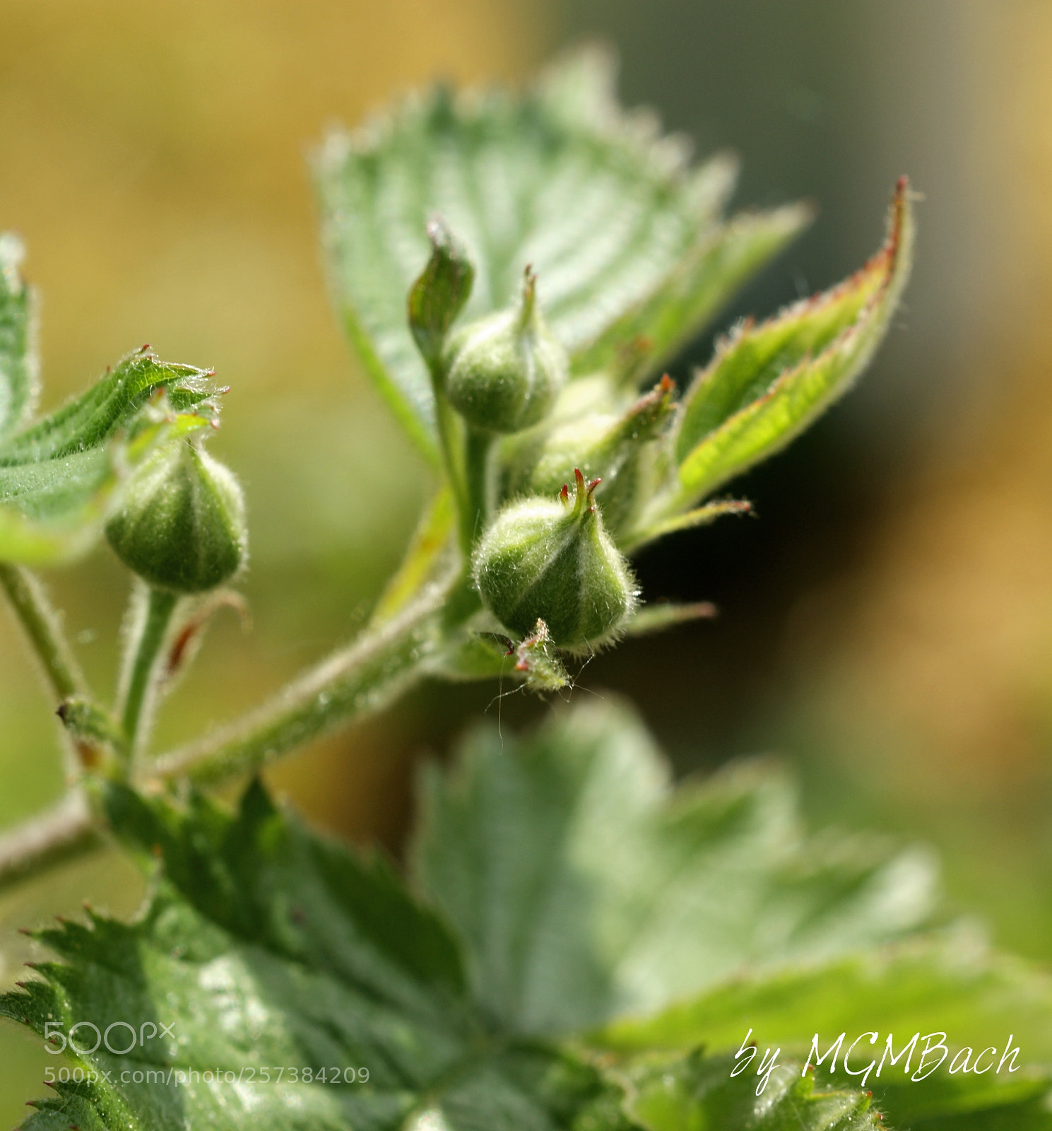 Sony Alpha DSLR-A350 sample photo. Berry photography