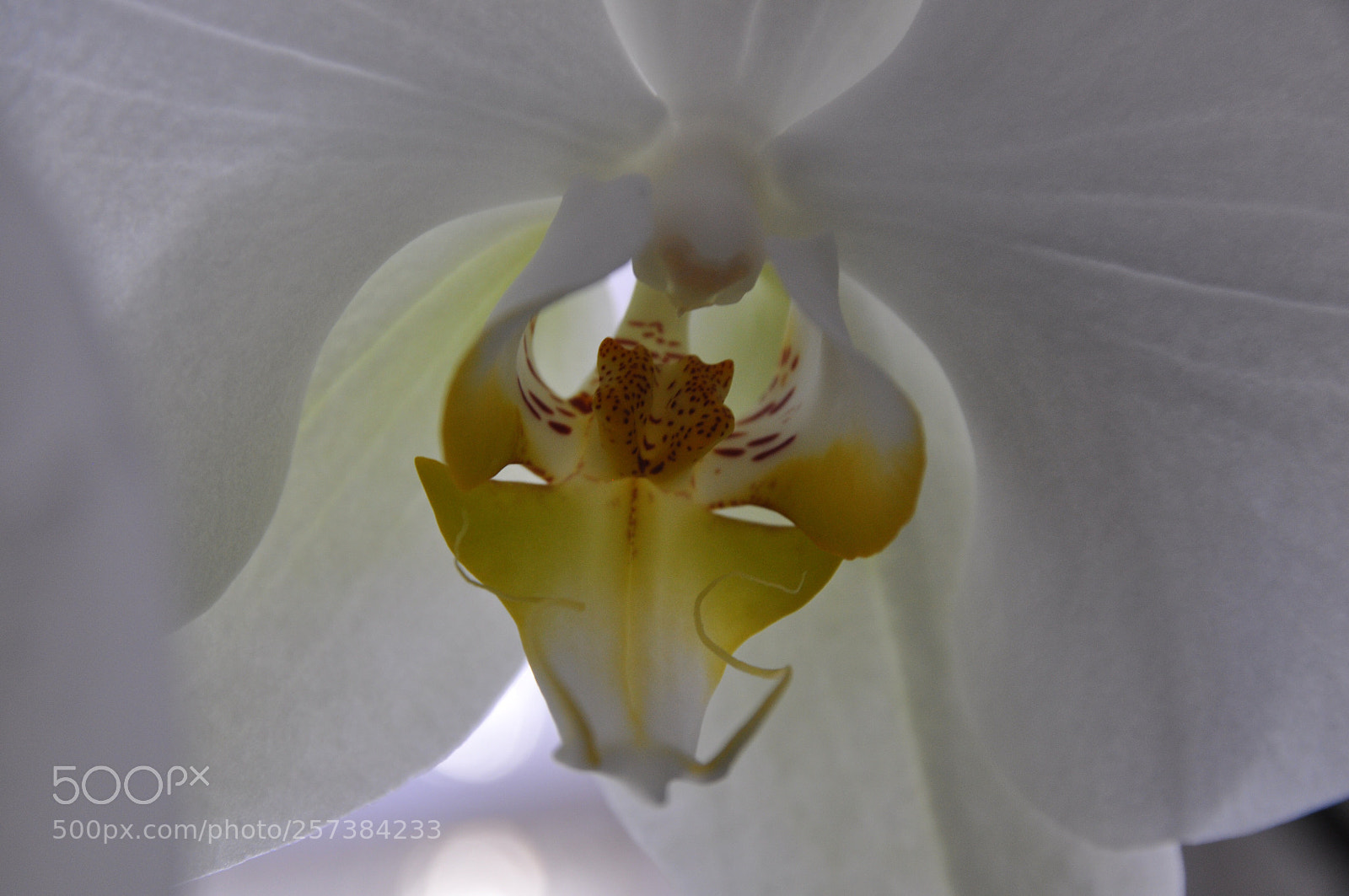 Nikon D90 sample photo. Orchid mask photography
