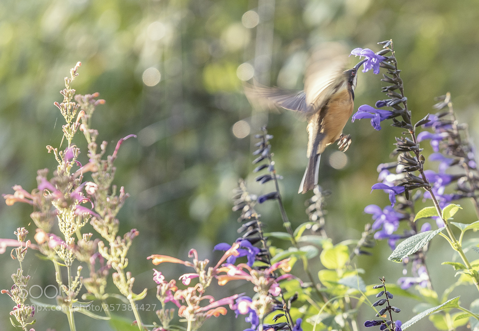 Nikon D810 sample photo. Eastern spinebill photography