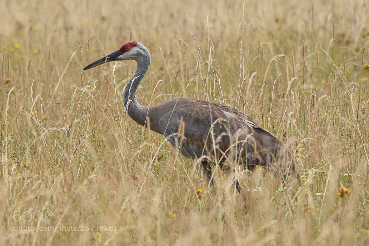 Nikon D3300 sample photo. Sandhill crane photography