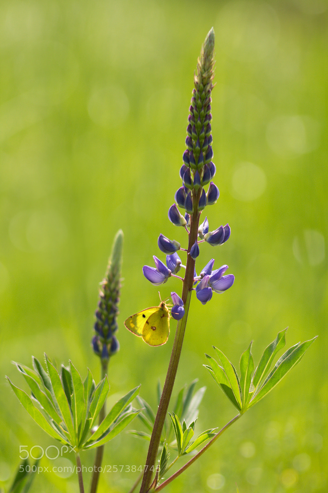 Canon EOS 60D sample photo. Lupinus polyphyllus photography