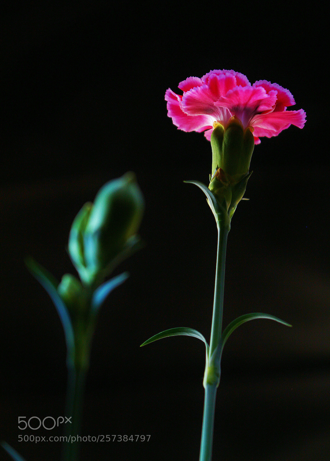 Canon EOS 700D (EOS Rebel T5i / EOS Kiss X7i) sample photo. Clavel chino. photography