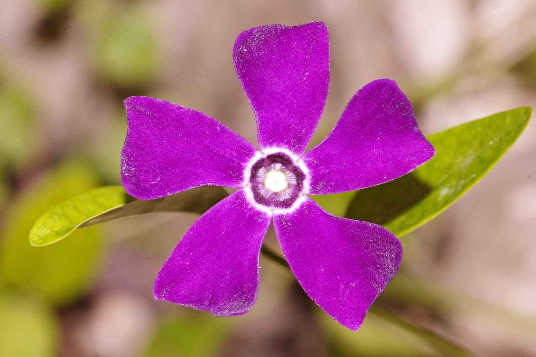 Pentax smc D-FA 100mm F2.8 Macro WR sample photo. Wild periwinkle photography