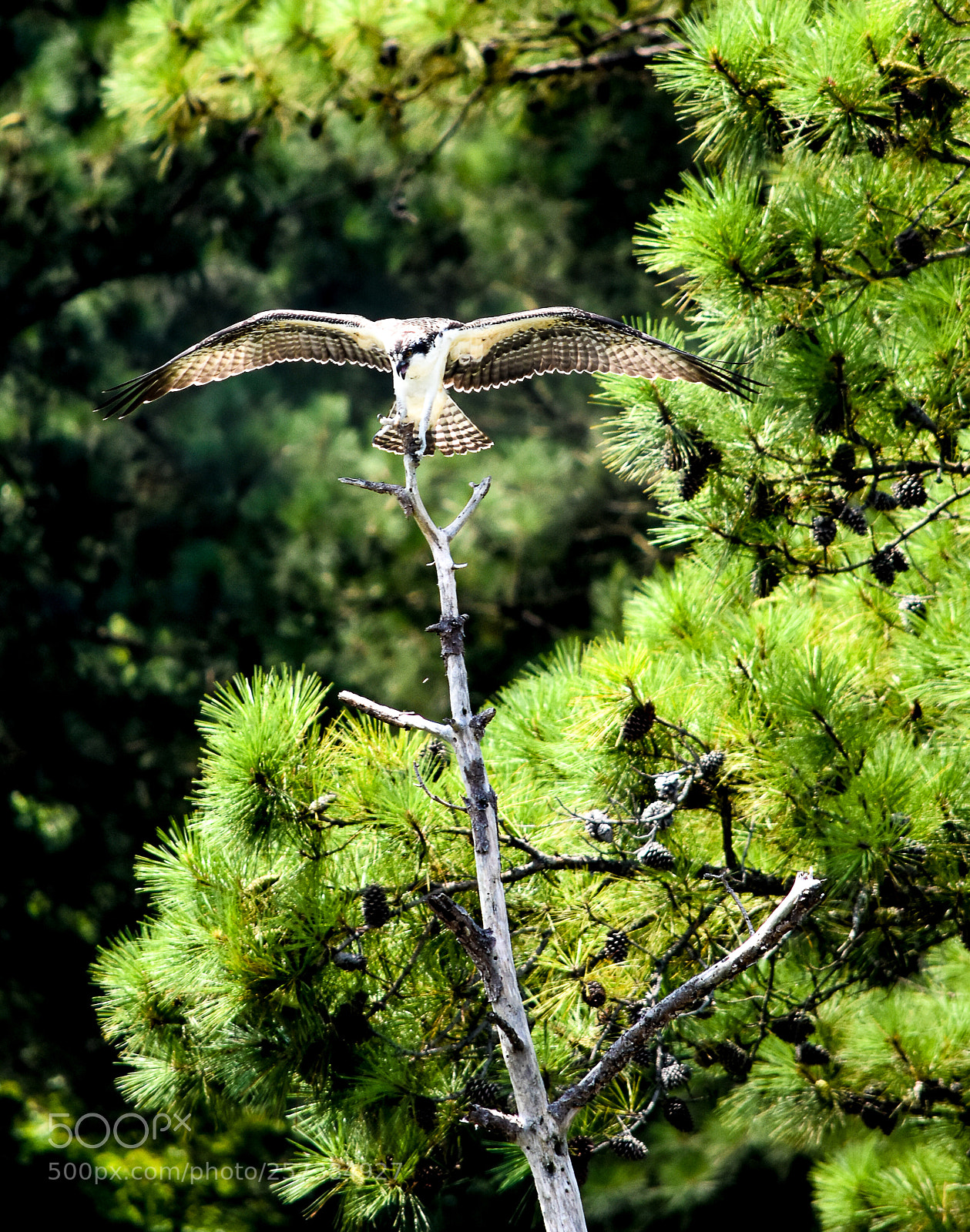 Nikon D5500 sample photo. Hawk launches photography