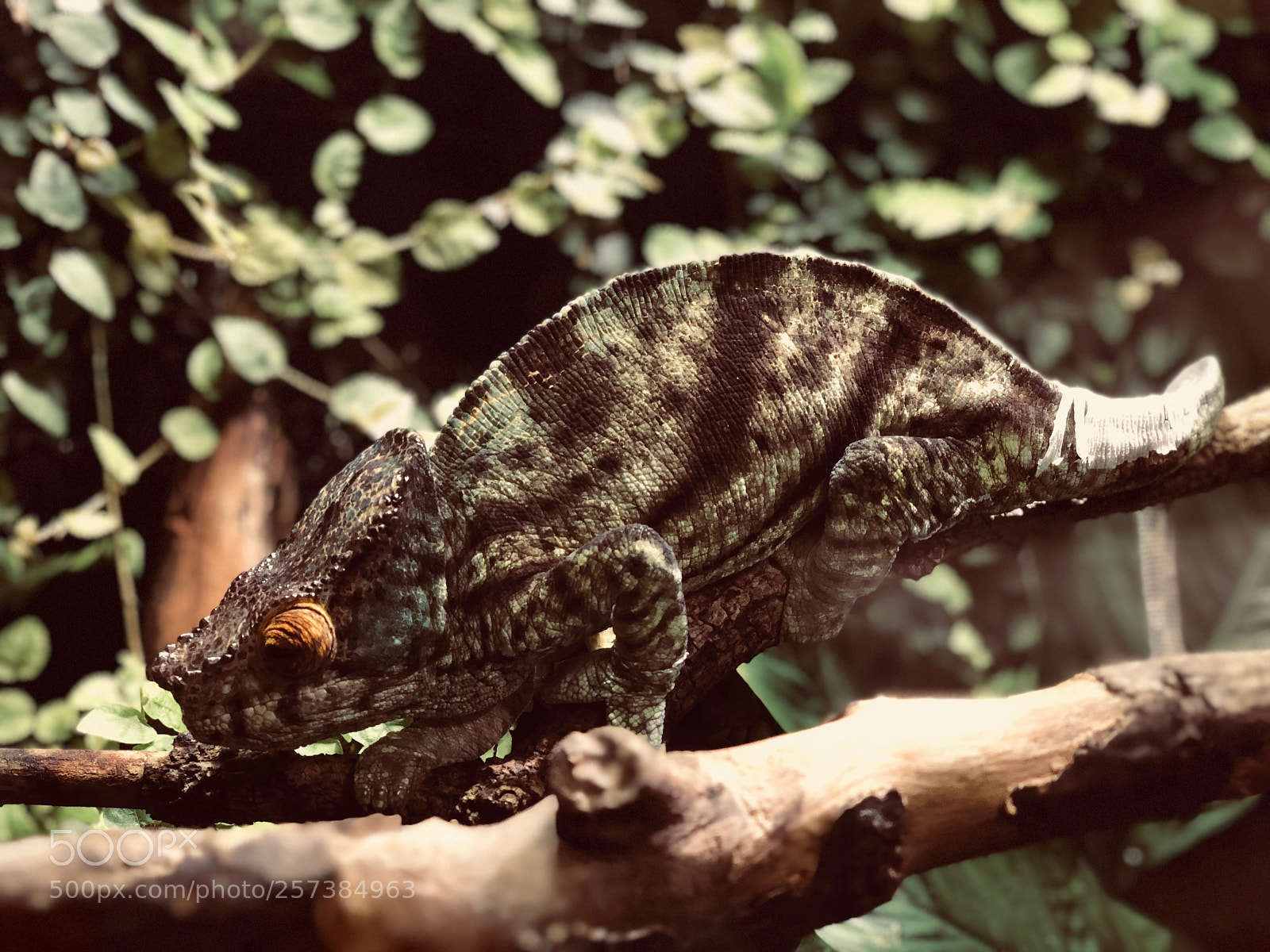 Apple iPhone X sample photo. Chameleon photography