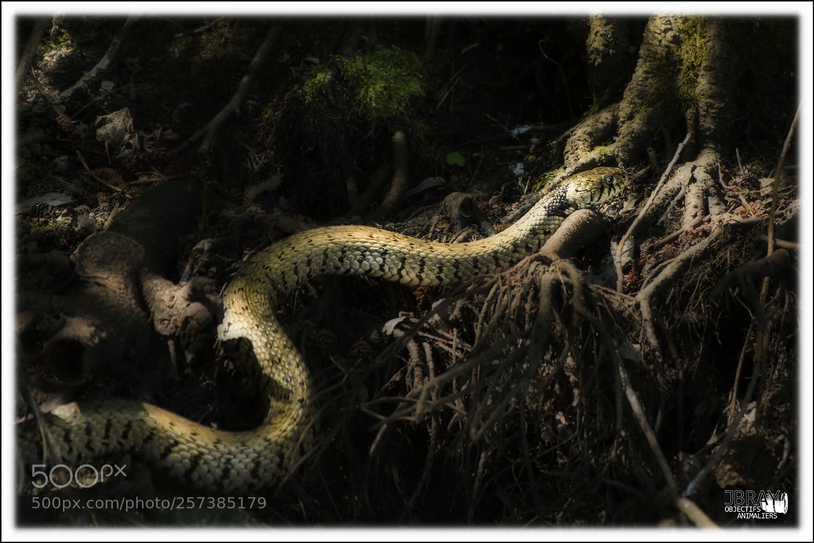Nikon D7200 sample photo. Grass-snake has necklace photography