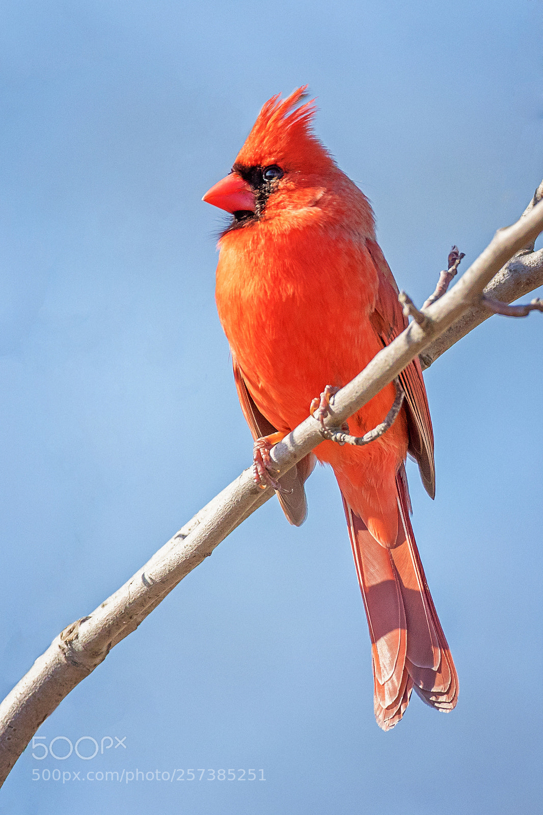 Canon EOS 7D Mark II sample photo. Cardinal on a branch photography