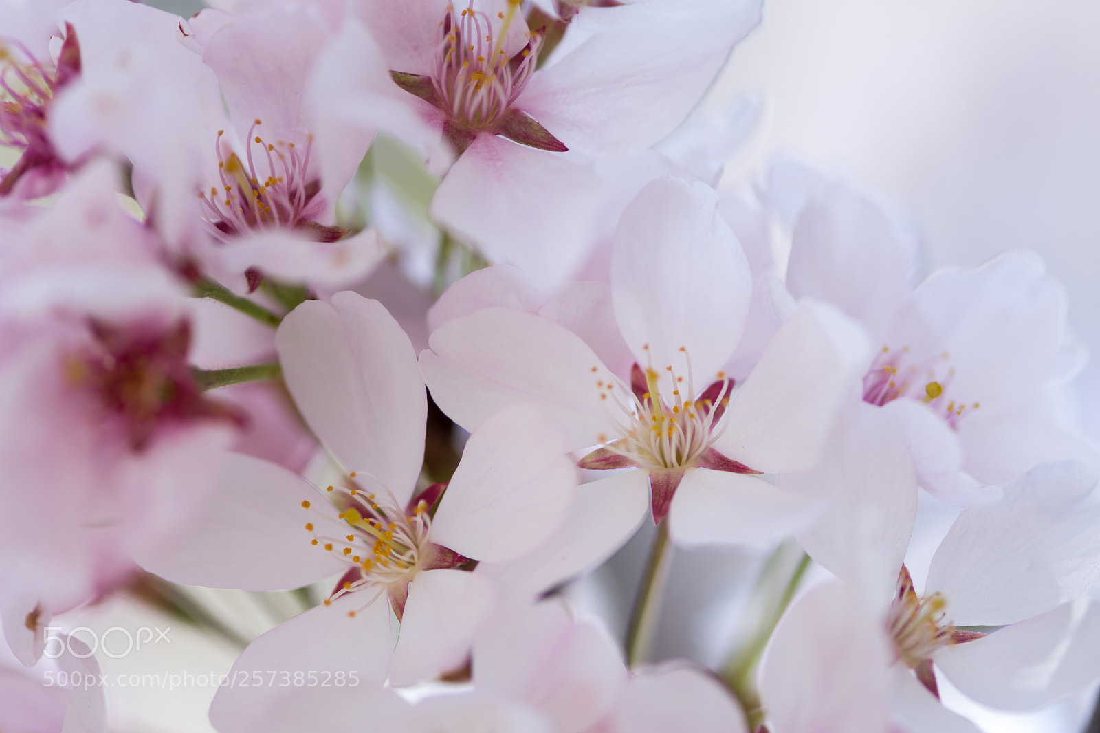Nikon D7200 sample photo. Cherry blossoms 1 photography