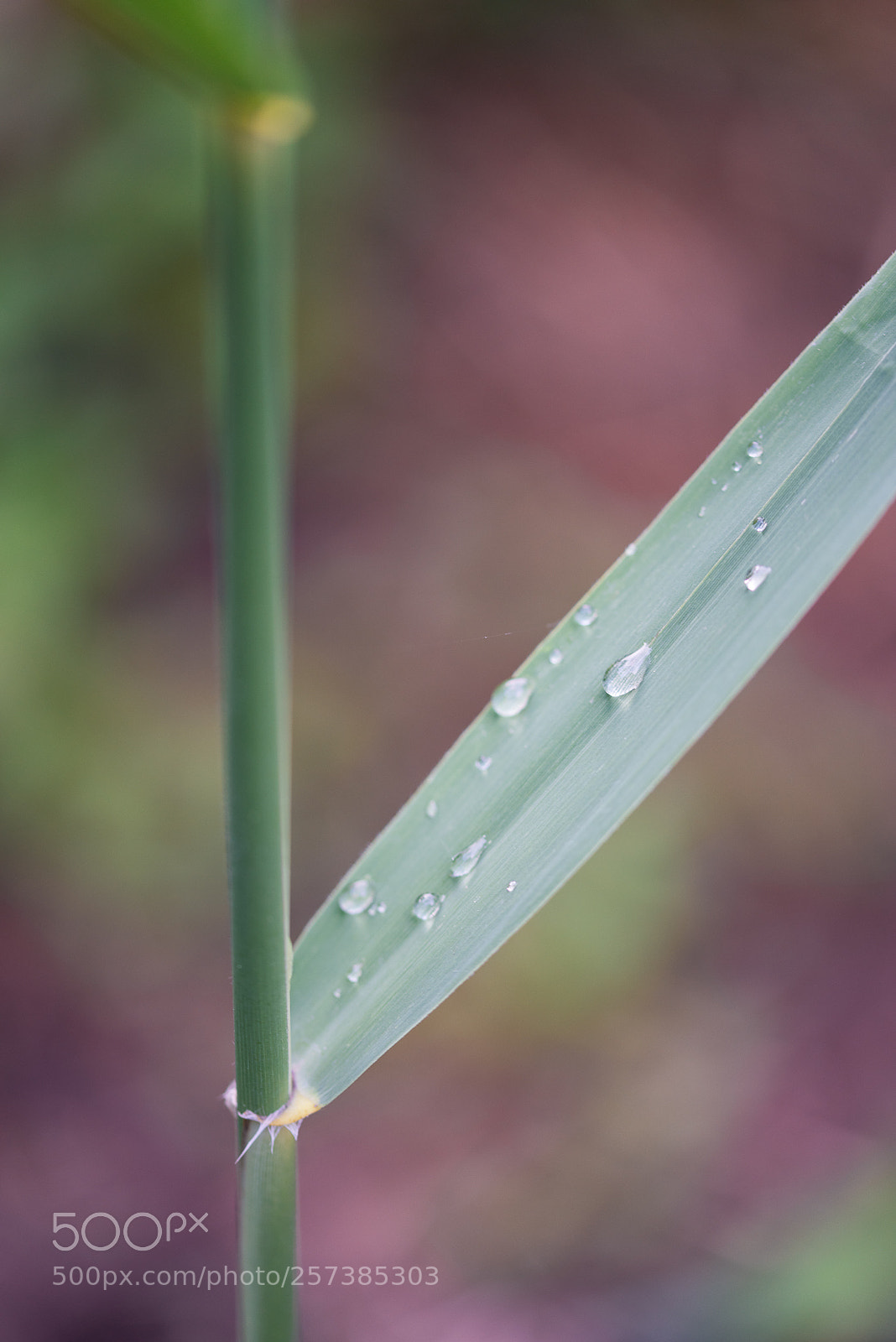 Nikon D810 sample photo. Près du lac photography