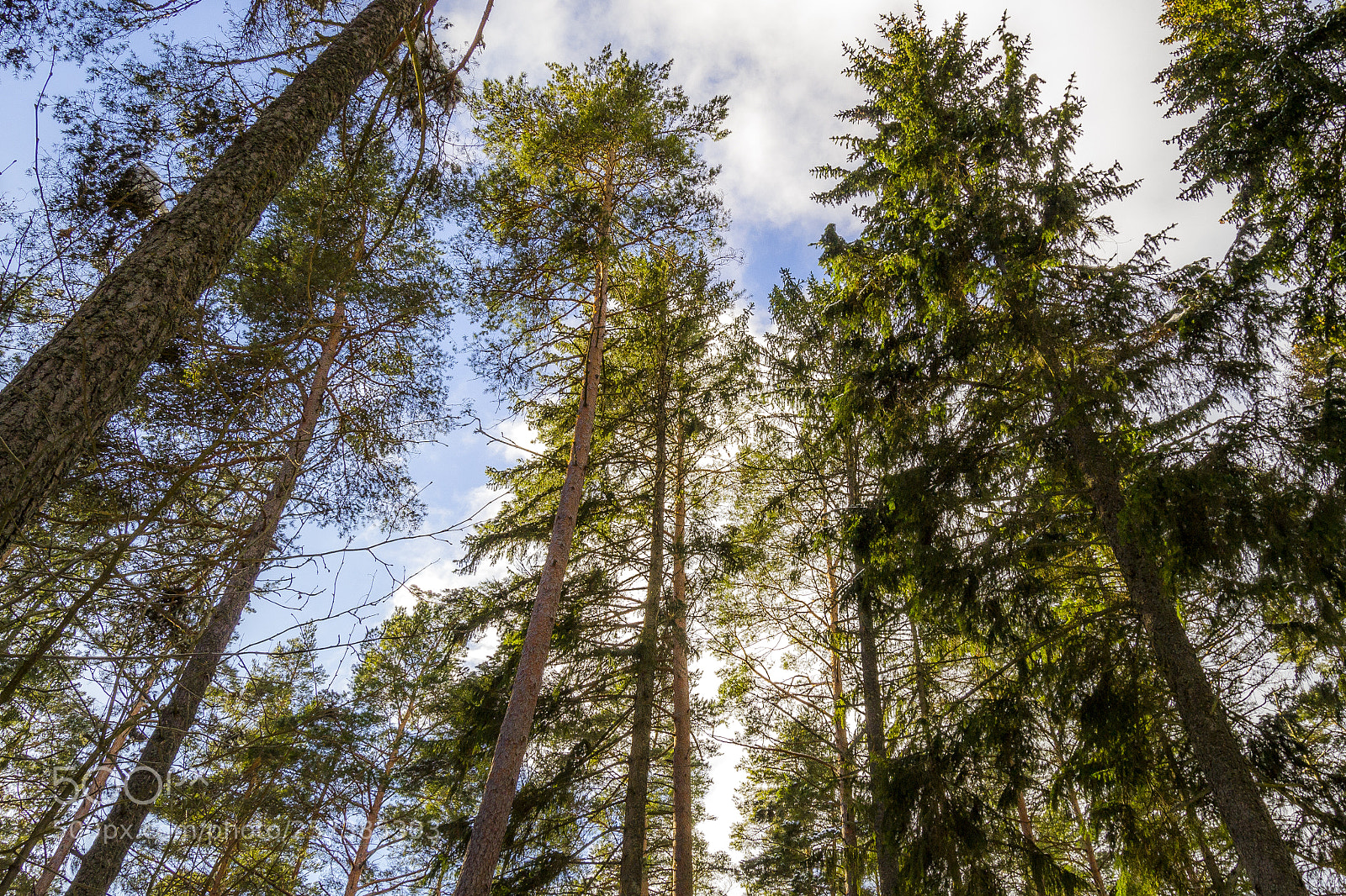Nikon D3100 sample photo. Magic forests in sweden photography