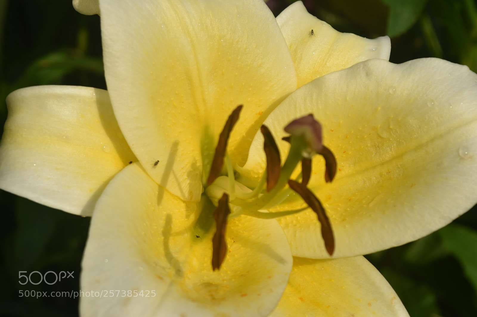 Nikon D5500 sample photo. Yellow lily photography