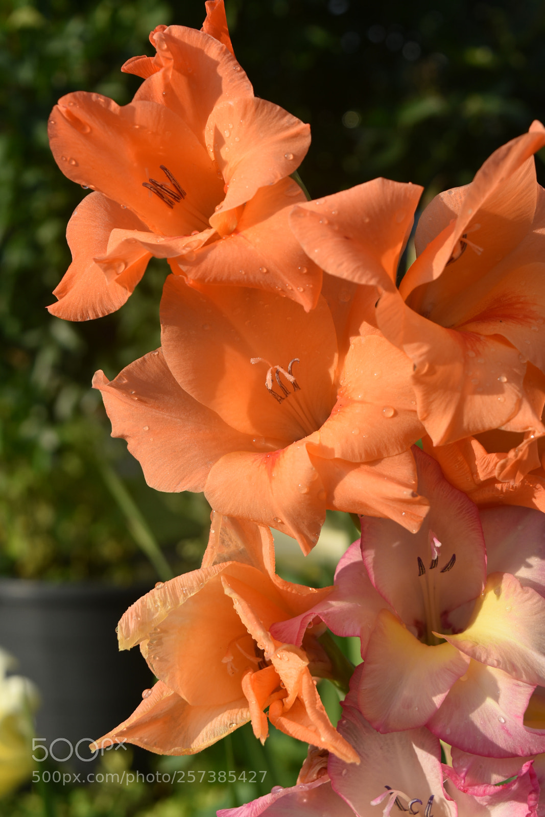 Nikon D5500 sample photo. Orange gladiola photography