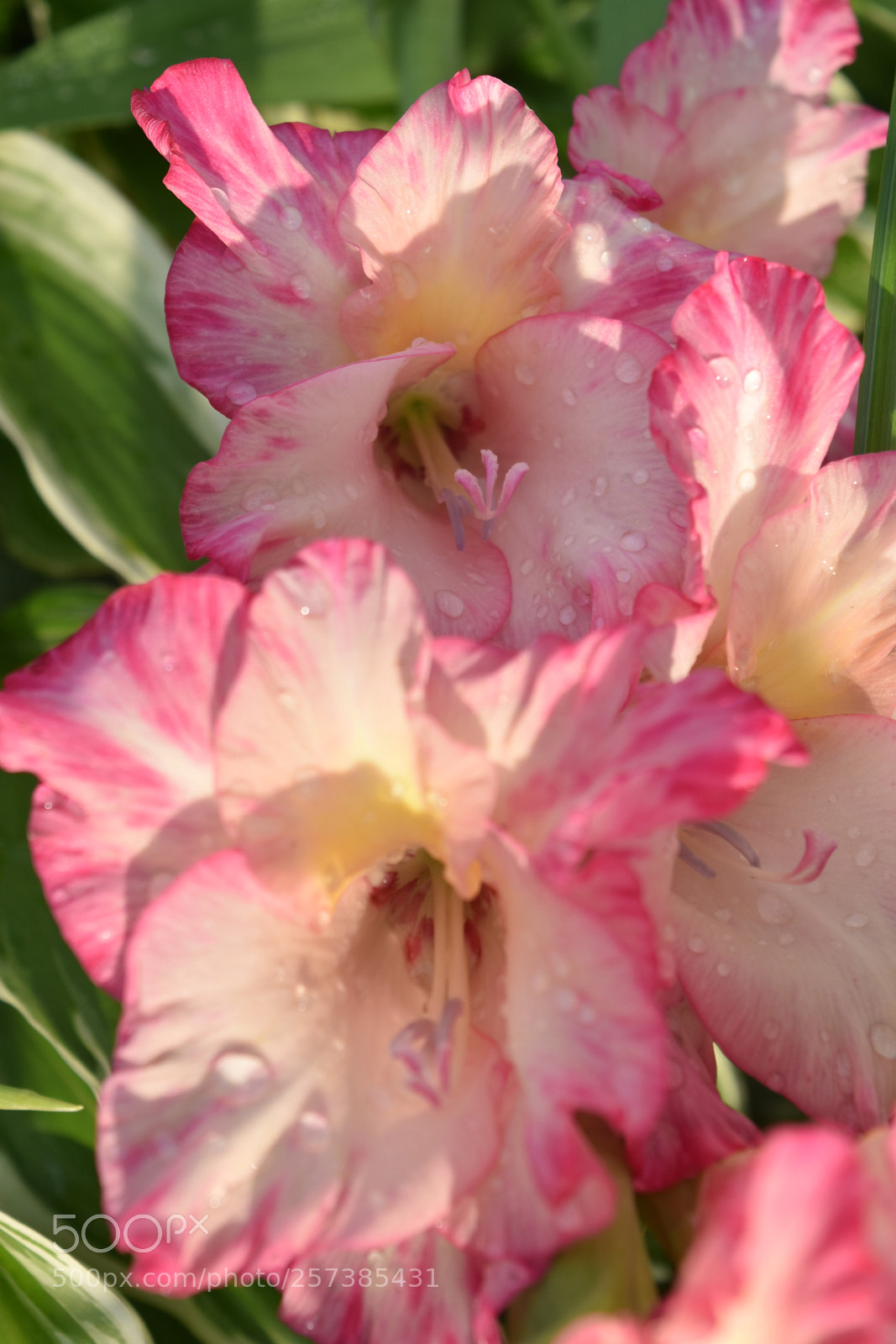 Nikon D5500 sample photo. Gladiola photography