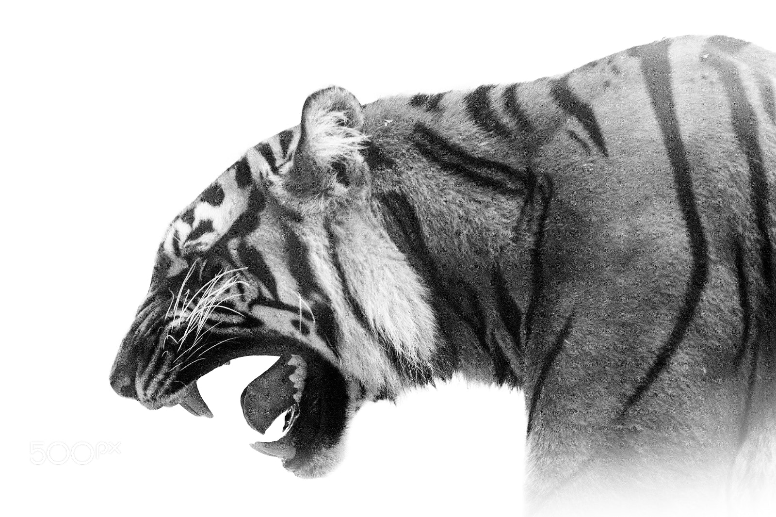 Canon EOS 600D (Rebel EOS T3i / EOS Kiss X5) sample photo. Angry tigress photography