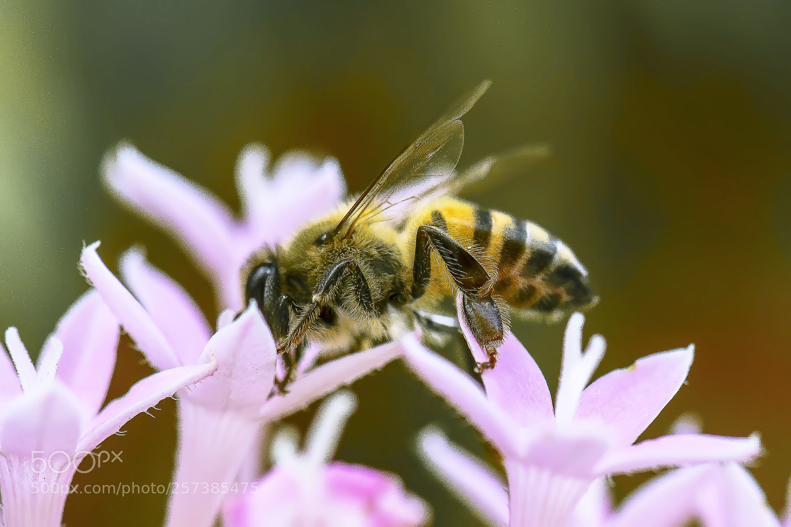 Nikon D500 sample photo. Bee photography