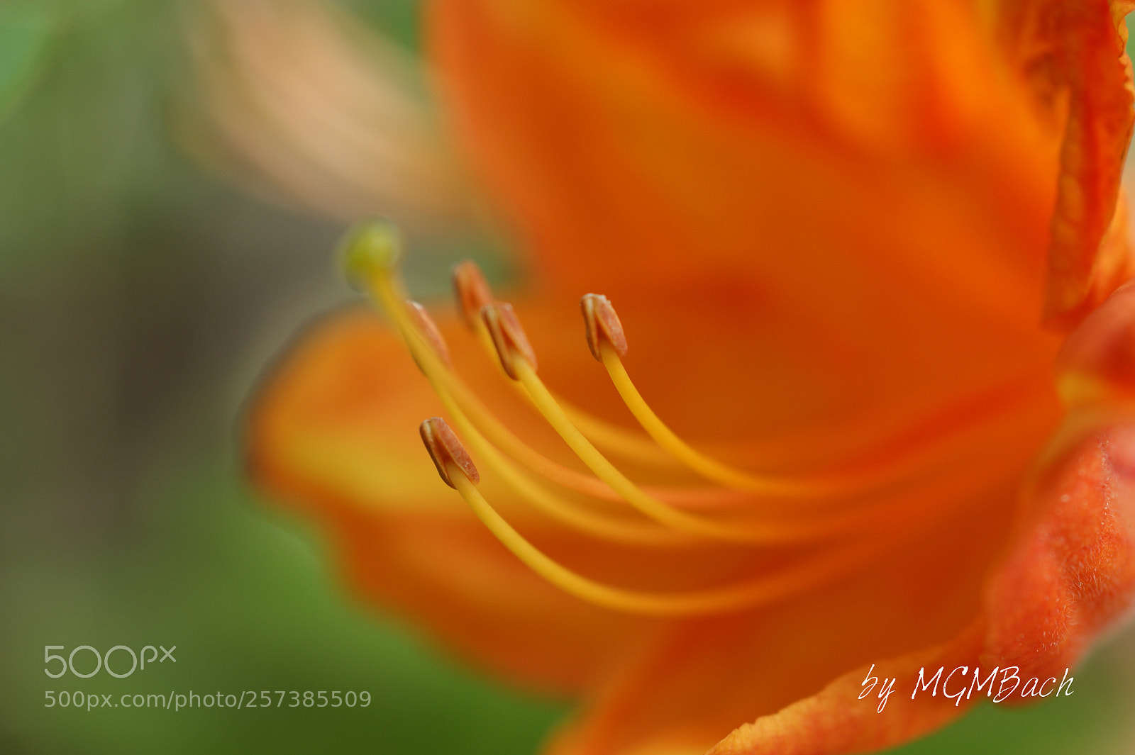 Sony Alpha DSLR-A350 sample photo. Rhododendron photography