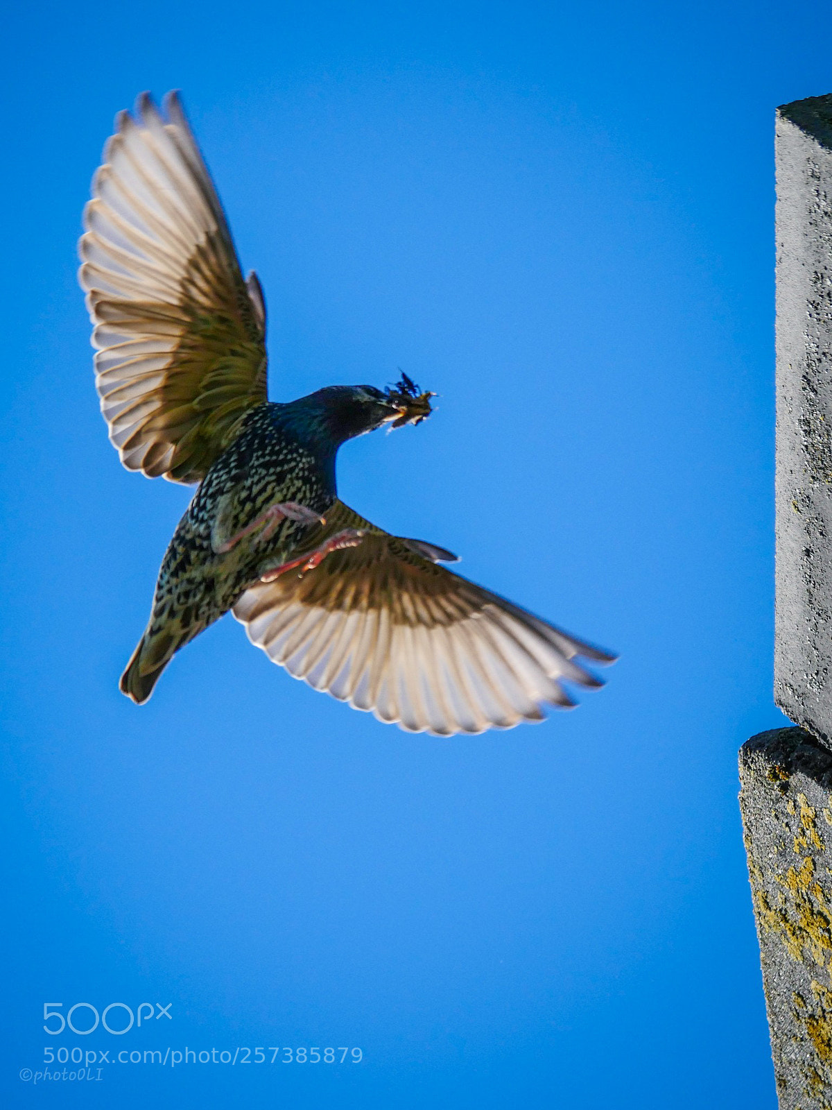 Panasonic Lumix DMC-GX8 sample photo. Wings photography
