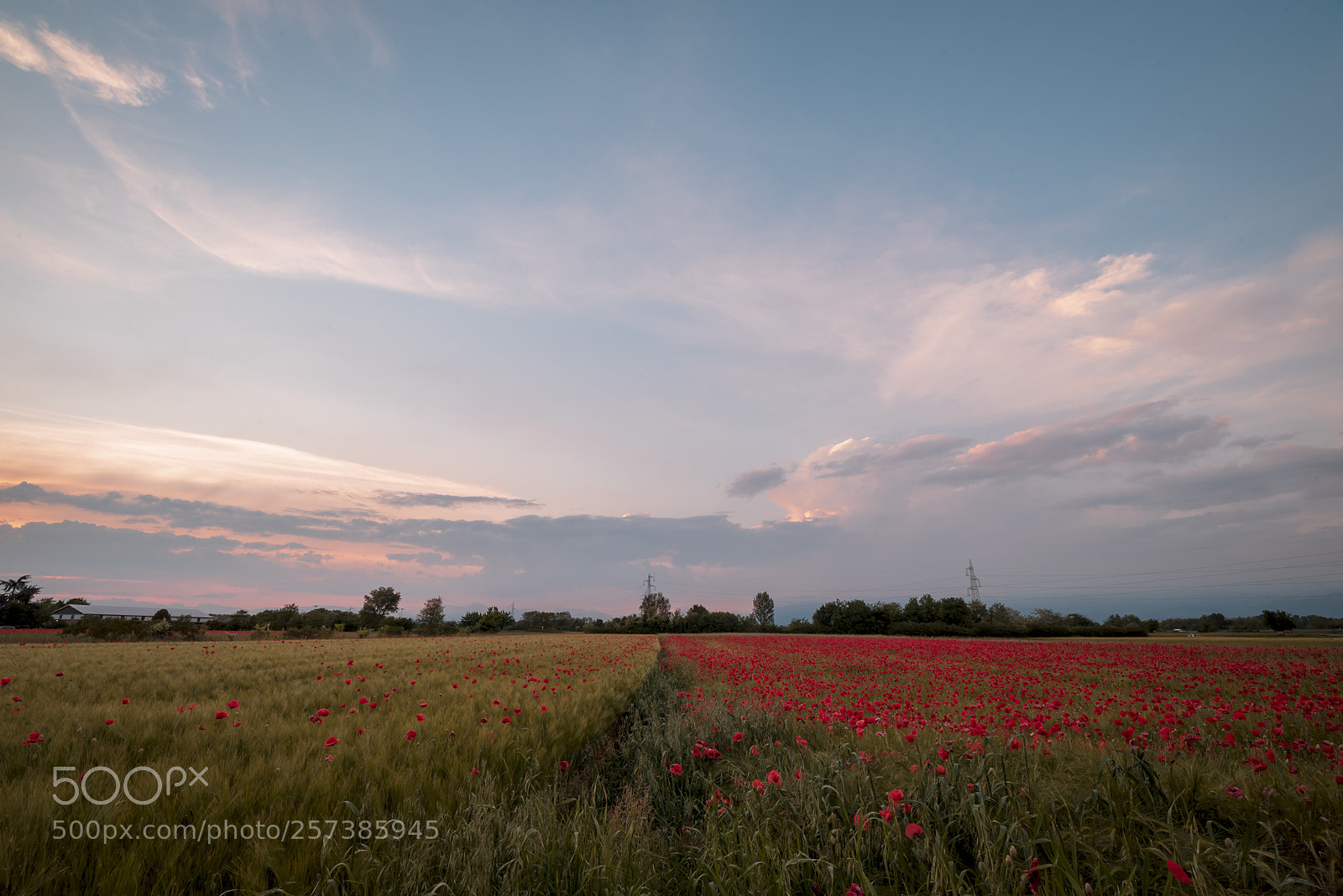 Nikon D750 sample photo. It's poppies time... photography