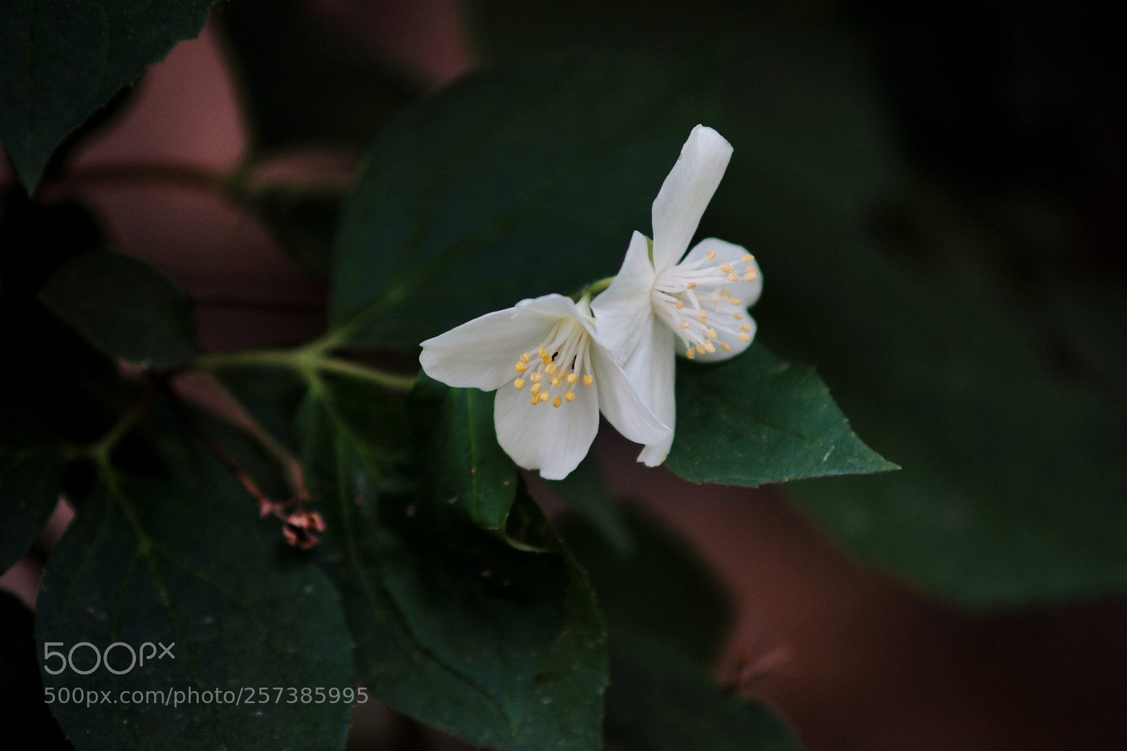 Sony SLT-A77 sample photo. Bahar... photography