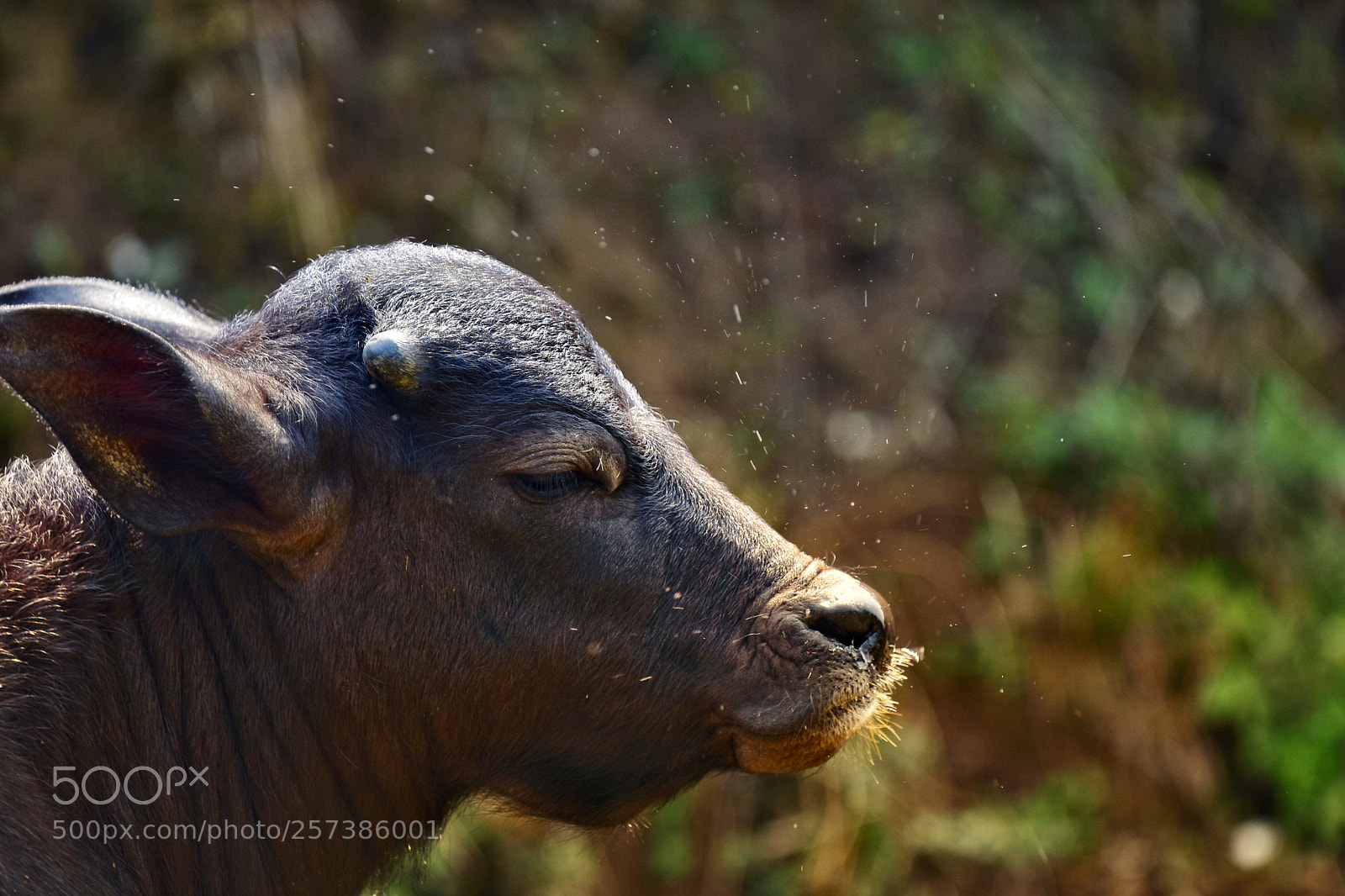Nikon D7200 sample photo. Calf photography
