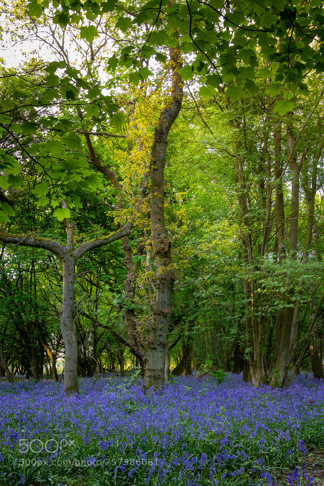 Canon EOS 77D (EOS 9000D / EOS 770D) sample photo. Bluebells on coombe hill photography