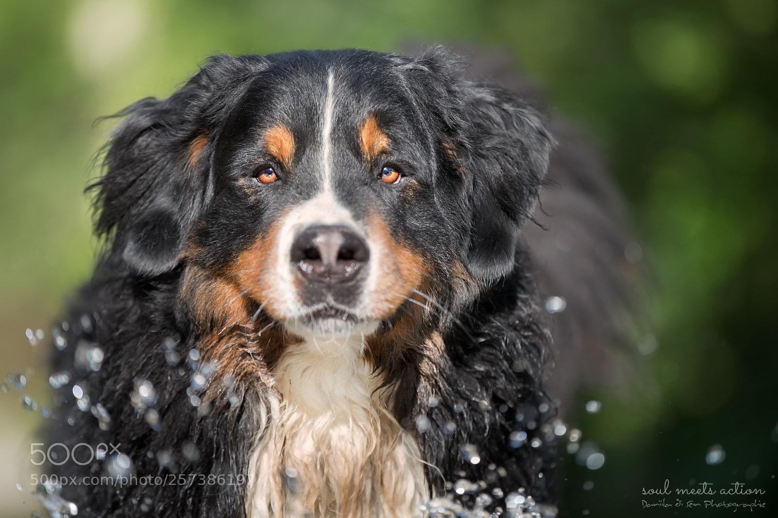 Canon EOS-1D X Mark II sample photo. Amigo - bernese mountain photography