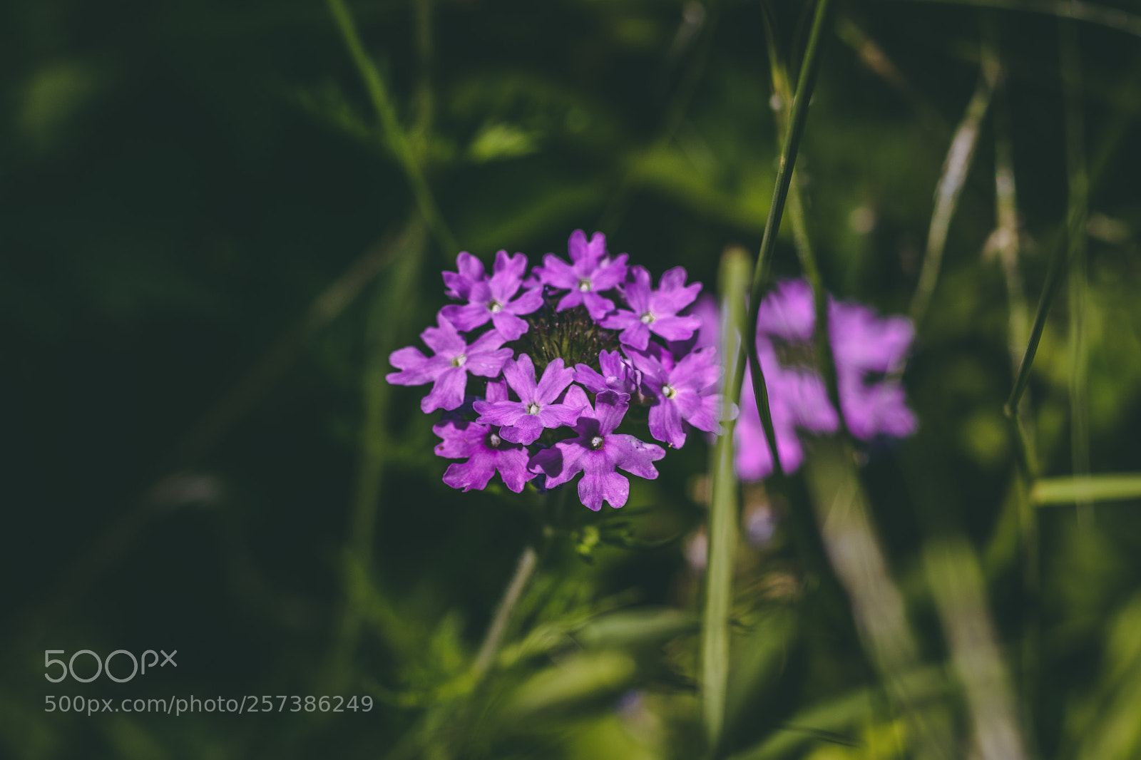 Canon EOS 800D (EOS Rebel T7i / EOS Kiss X9i) sample photo. Art photography