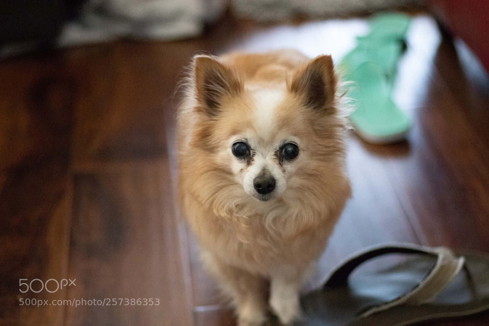 Canon EOS 800D (EOS Rebel T7i / EOS Kiss X9i) sample photo. Puppy photography