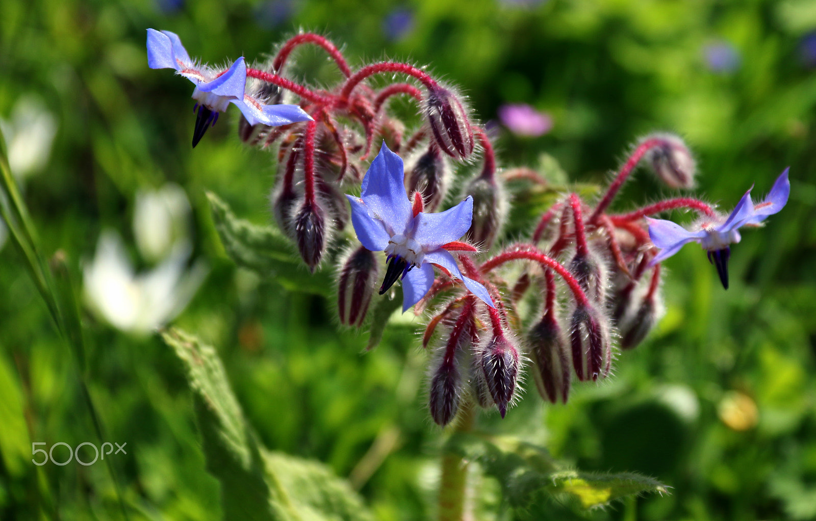Canon EF-S 18-200mm F3.5-5.6 IS sample photo. Wild beauty photography