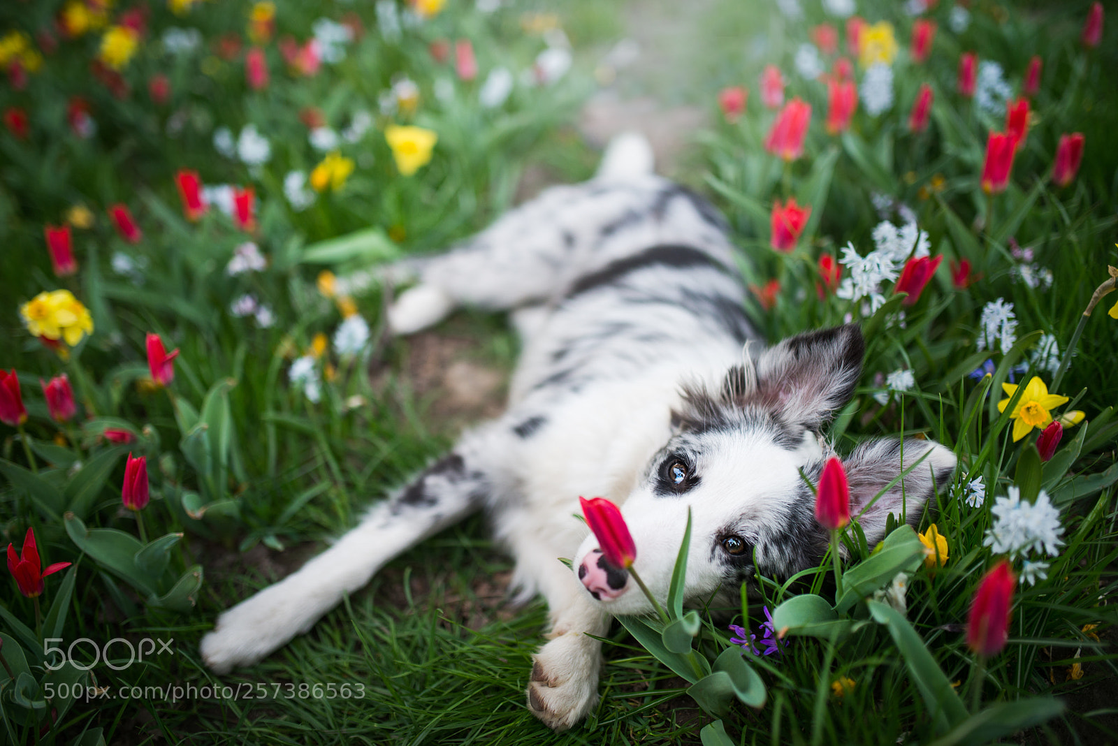 Nikon D610 sample photo. Chillin' in flowers photography