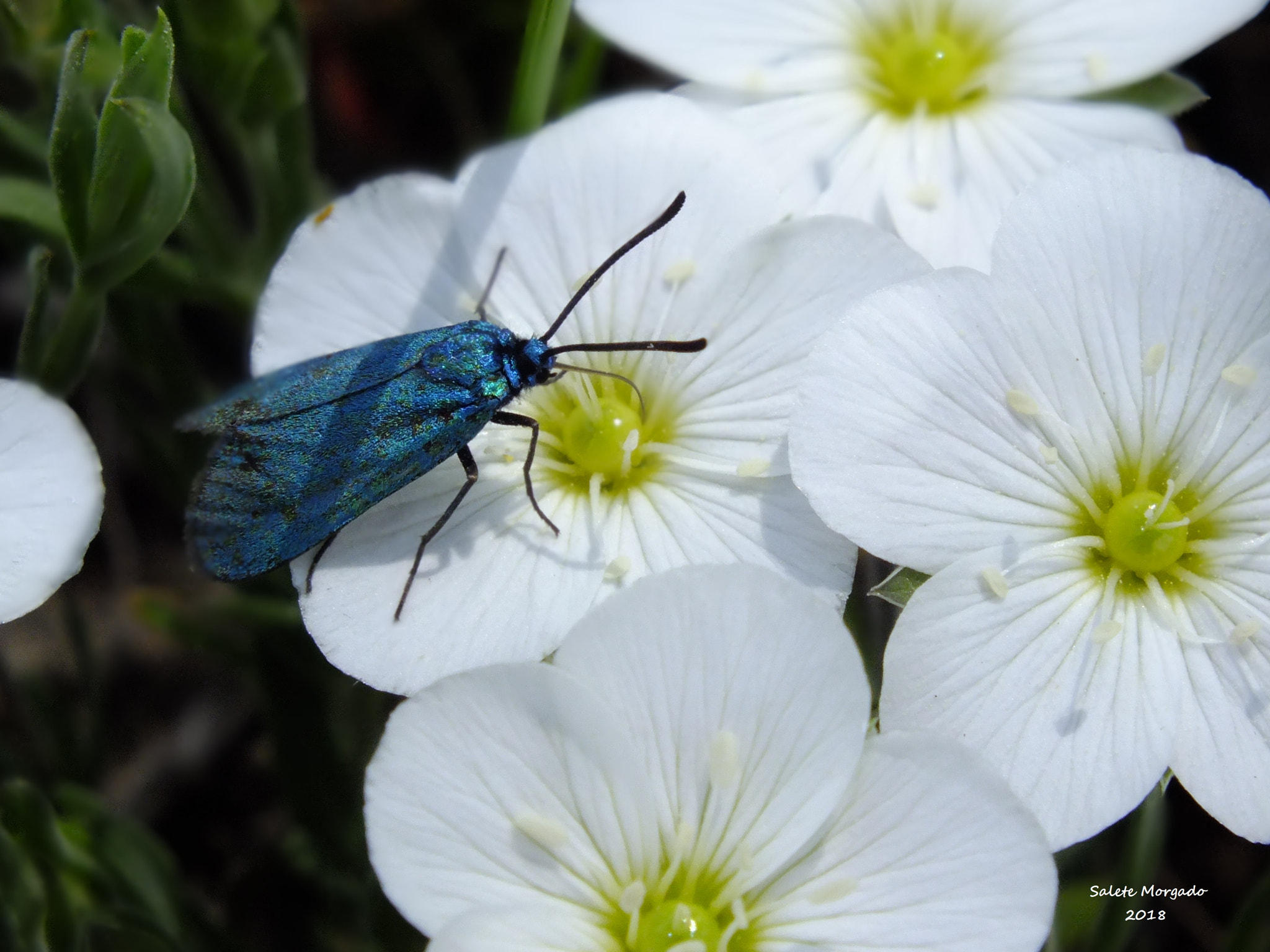 Fujifilm FinePix HS30EXR sample photo. Flor, borboleta photography