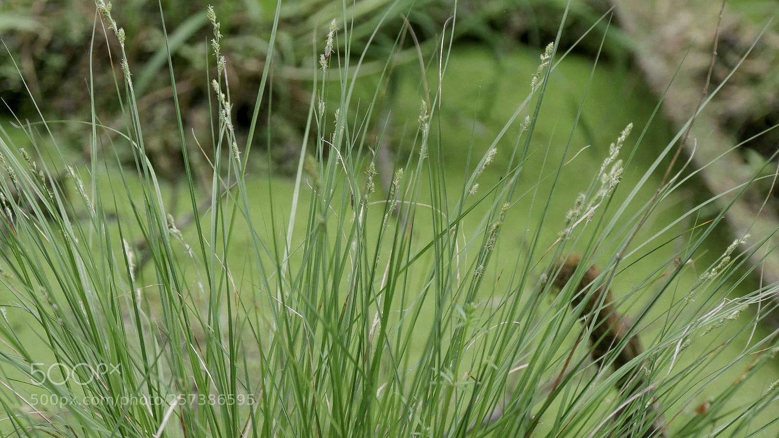 Panasonic DMC-G70 sample photo. Grasses on the pond photography