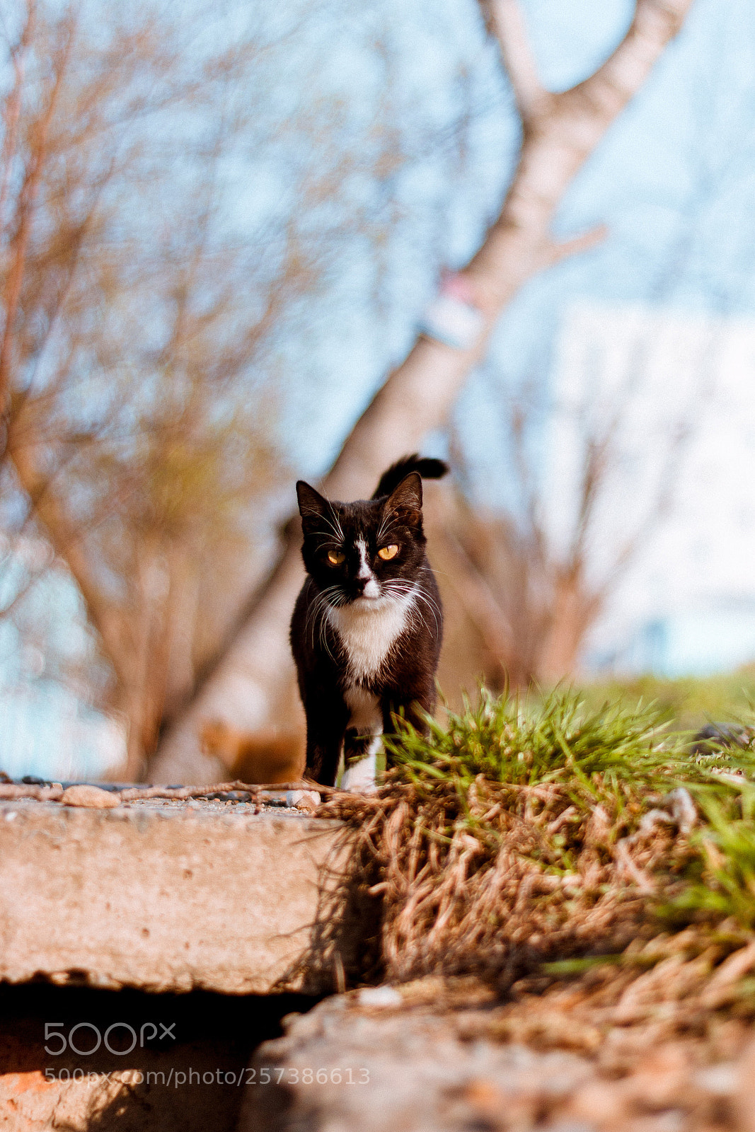 Canon EOS 70D sample photo. A sight photography