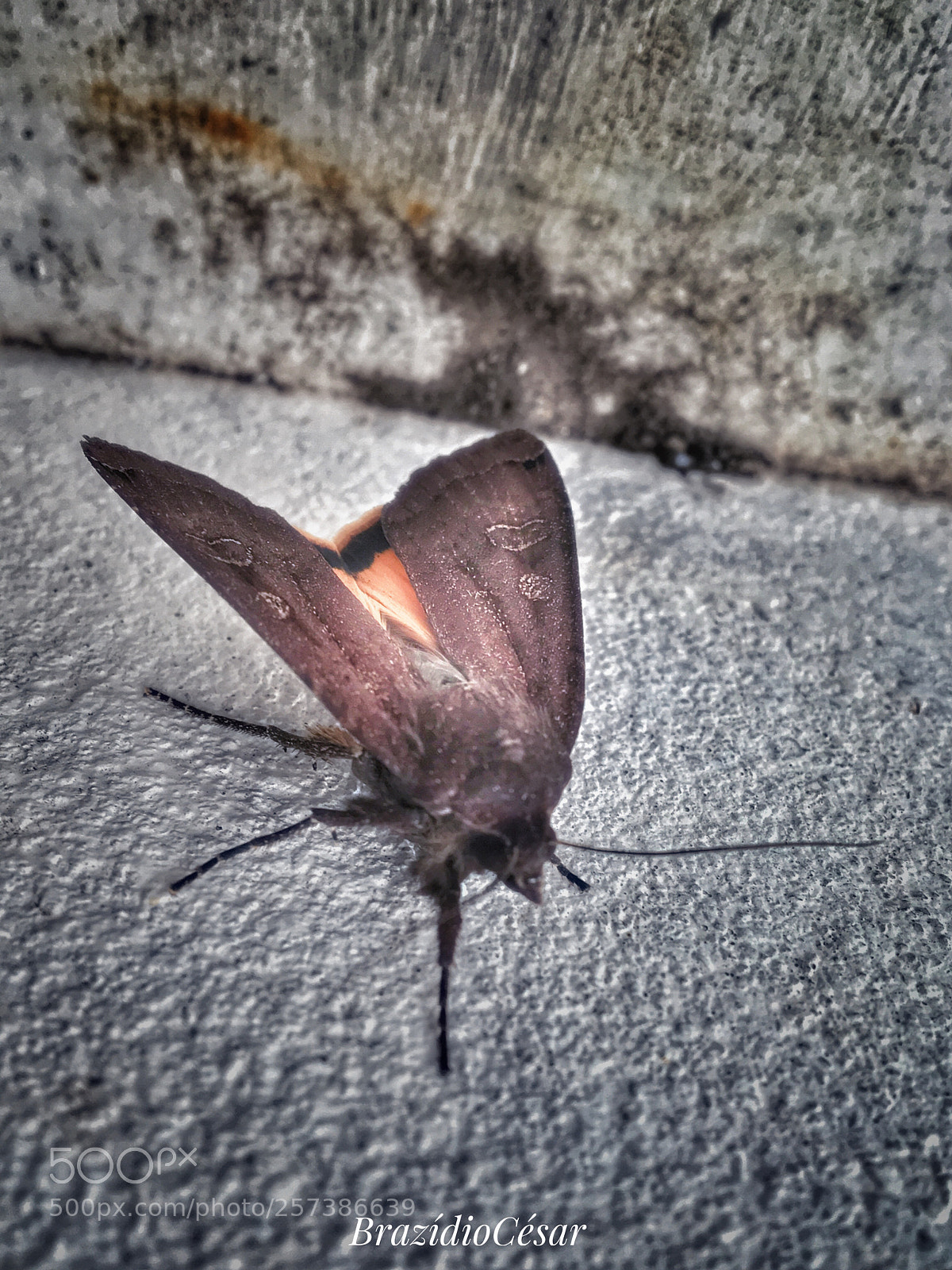 Apple iPhone 6s sample photo. Untitled photography