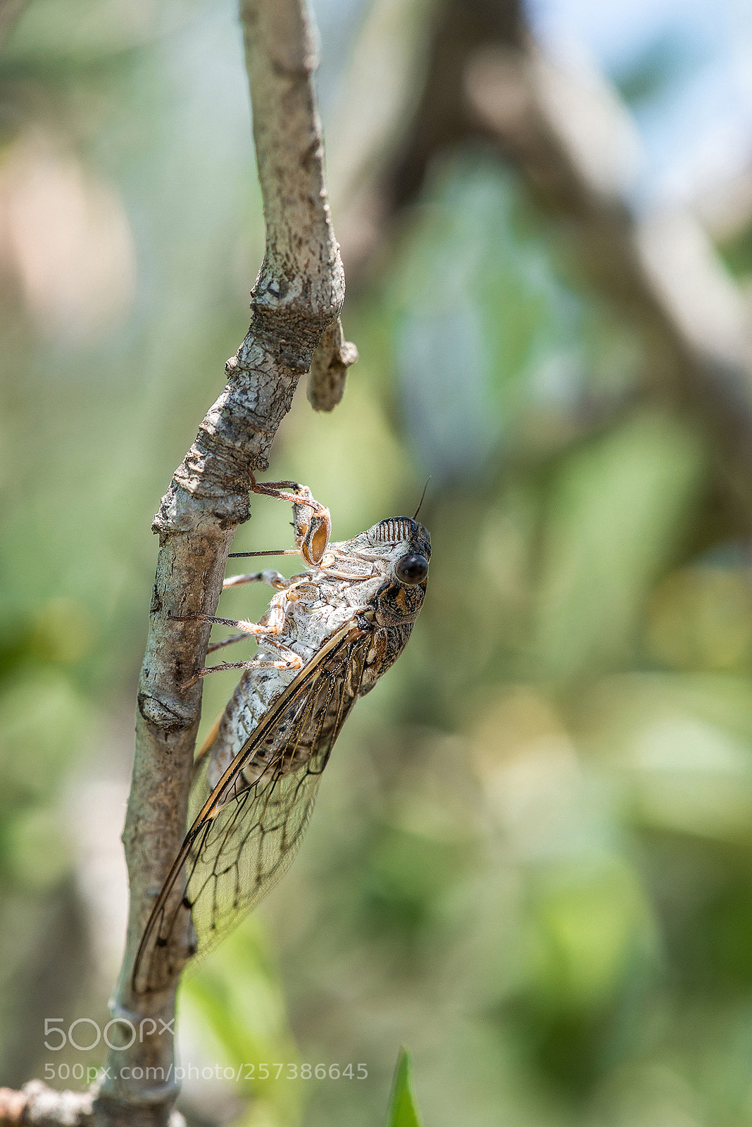 Nikon D800 sample photo. Bugs photography