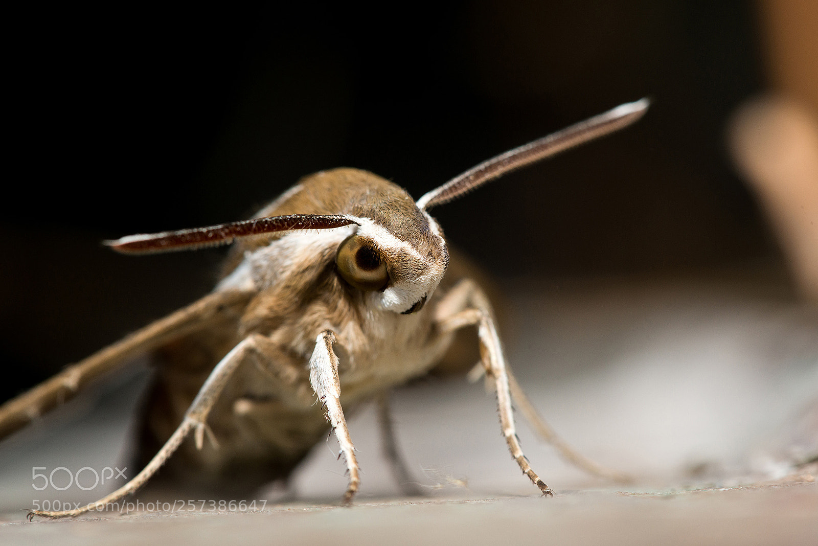 Nikon D800 sample photo. Bugs photography