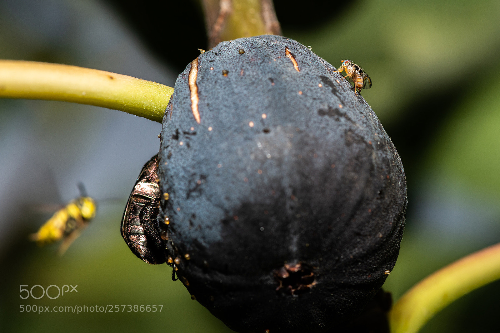 Nikon D800 sample photo. Bugs photography