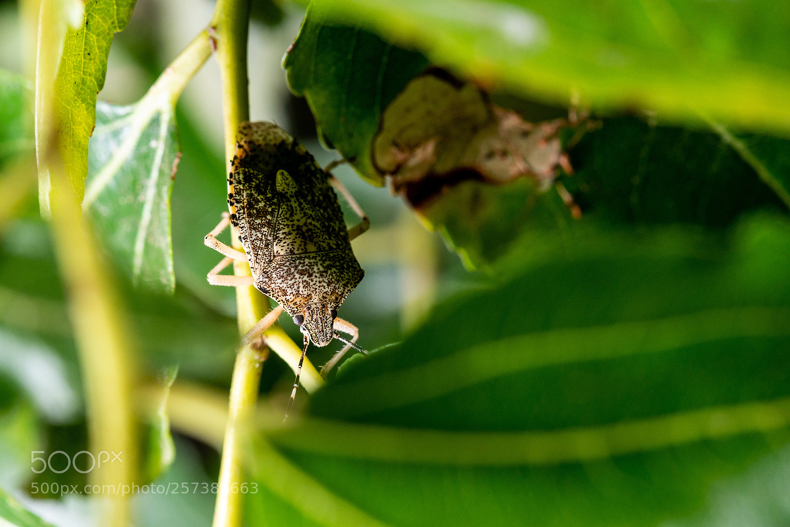 Nikon D800 sample photo. Bugs photography