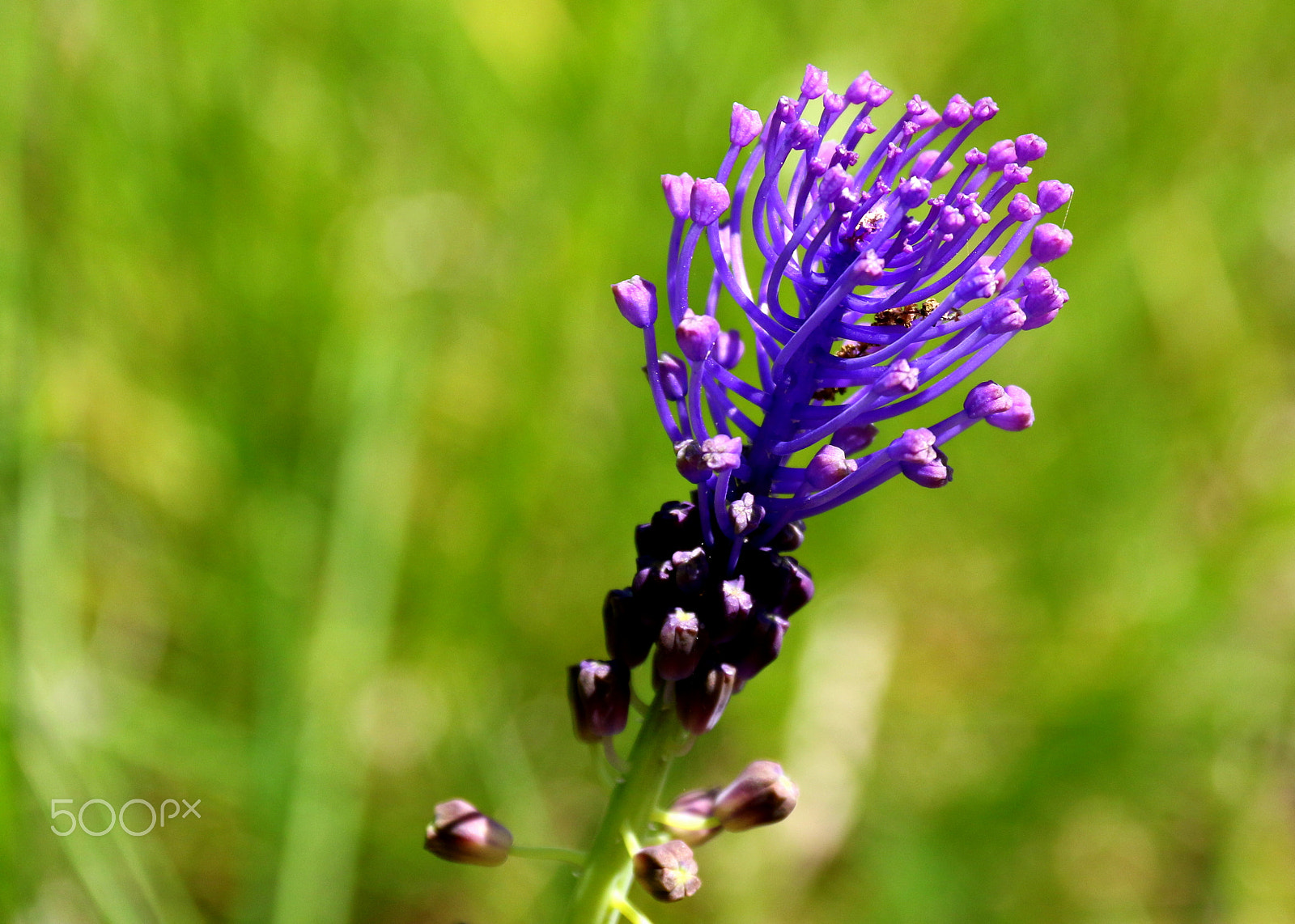 Canon EF-S 18-200mm F3.5-5.6 IS sample photo. Wild color photography