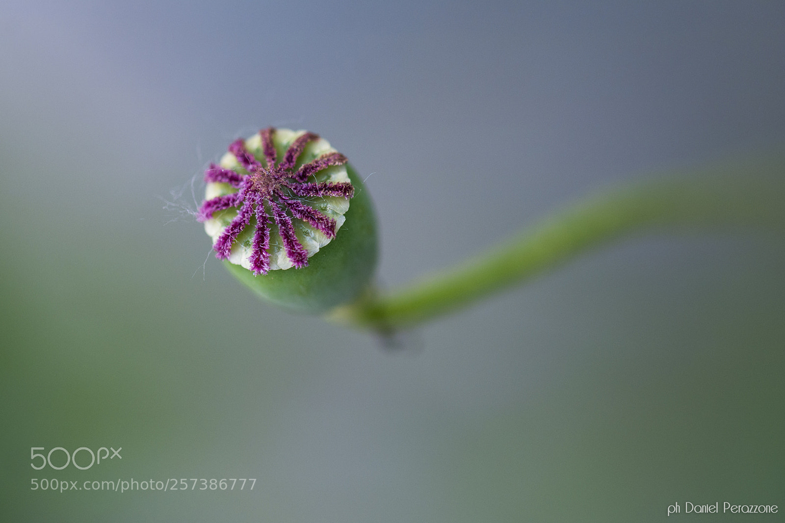 Nikon D7100 sample photo. Silent undergrowth | 2 photography