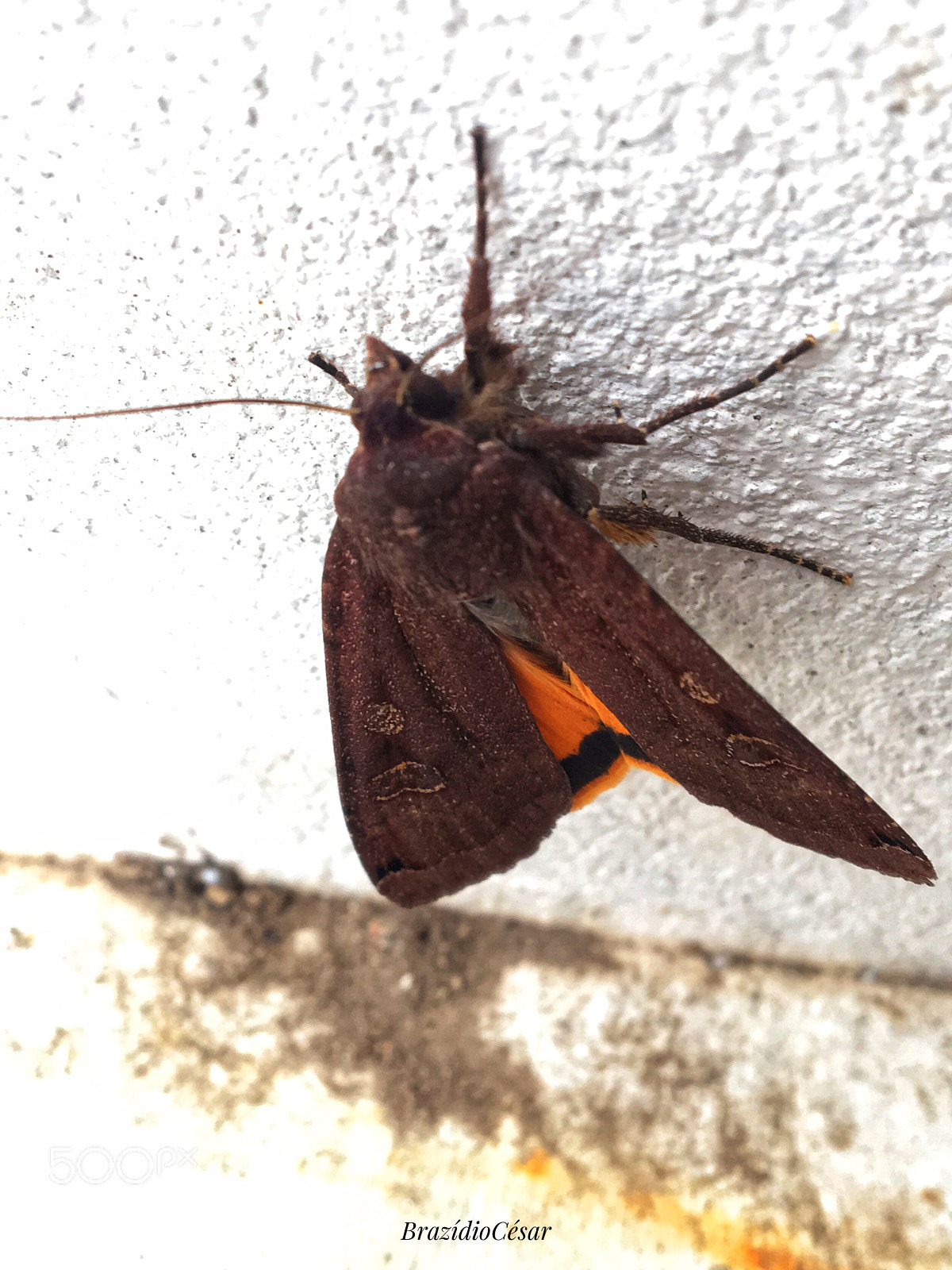 Apple iPhone 6s sample photo. Untitled photography