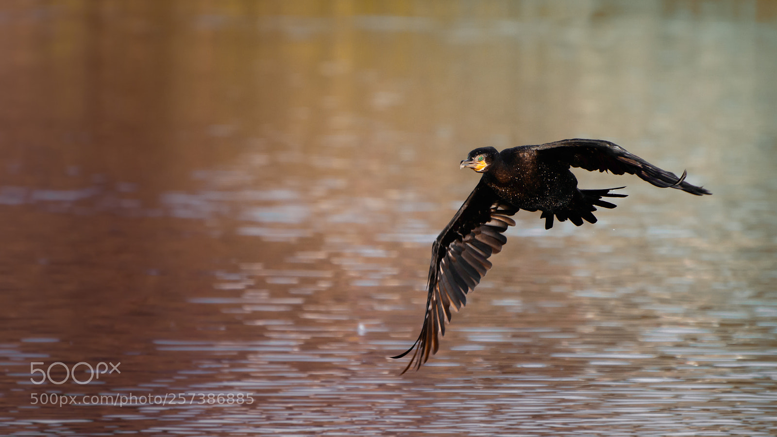 Nikon D3200 sample photo. Yeco flying photography