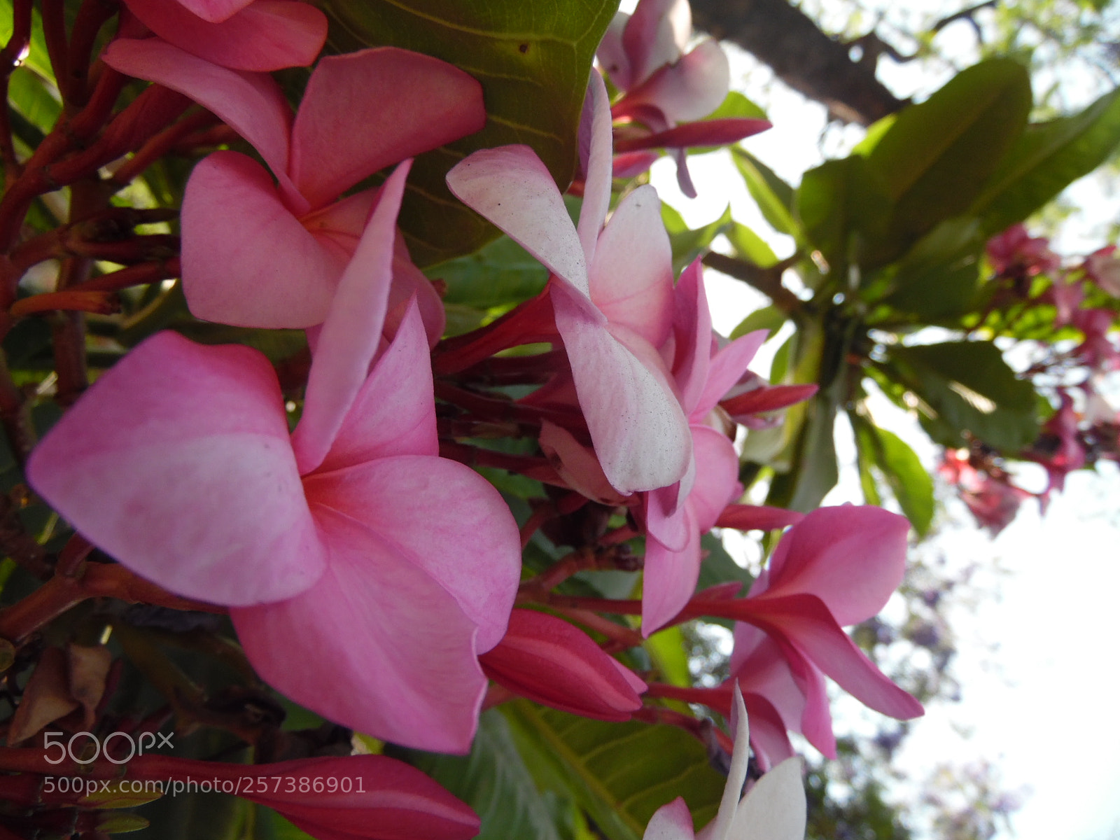 Samsung WB1100F/WB1101F/WB1102F sample photo. Absirvloywz photography
