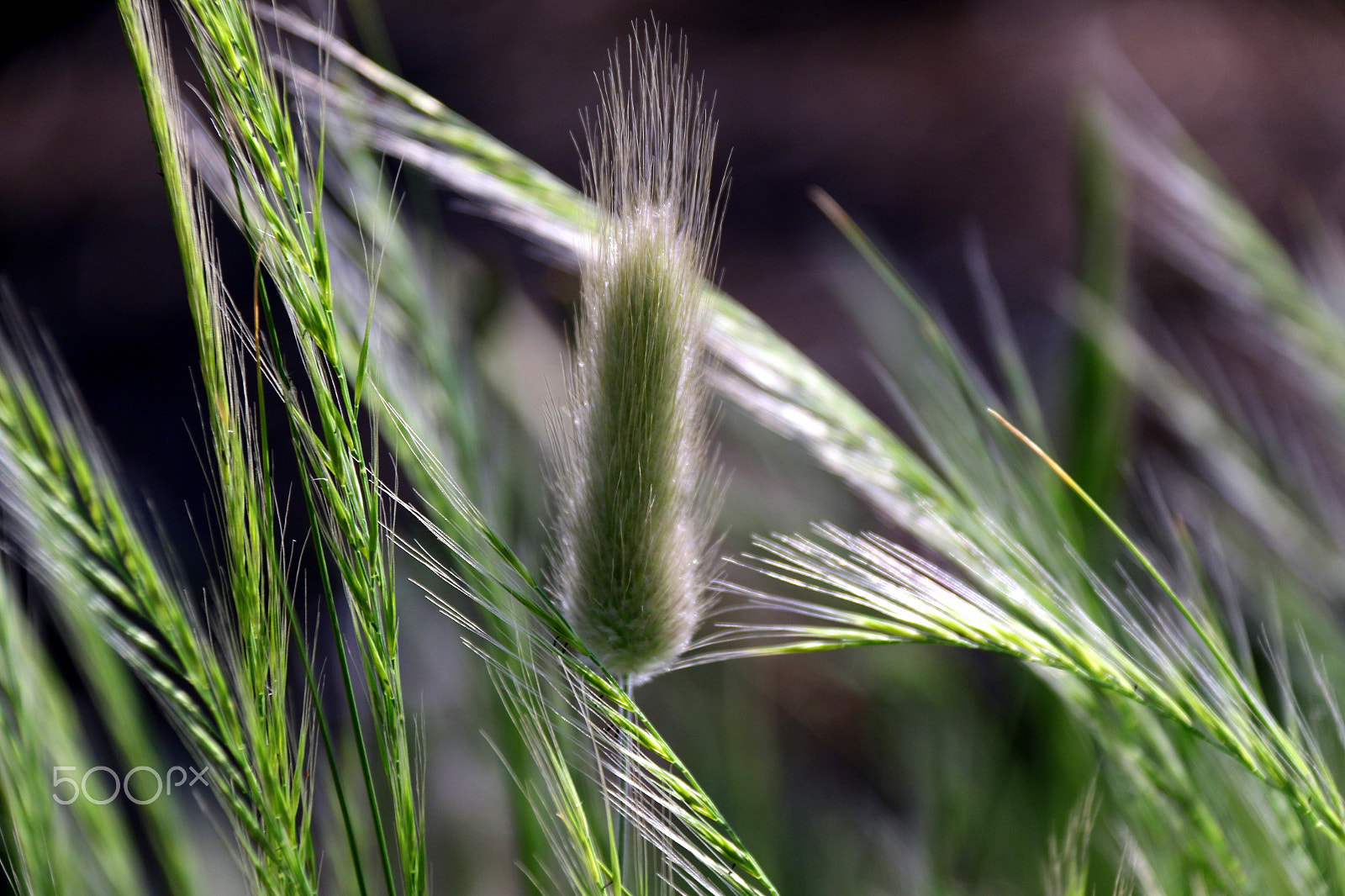 Canon EF-S 18-200mm F3.5-5.6 IS sample photo. Greens in wild photography