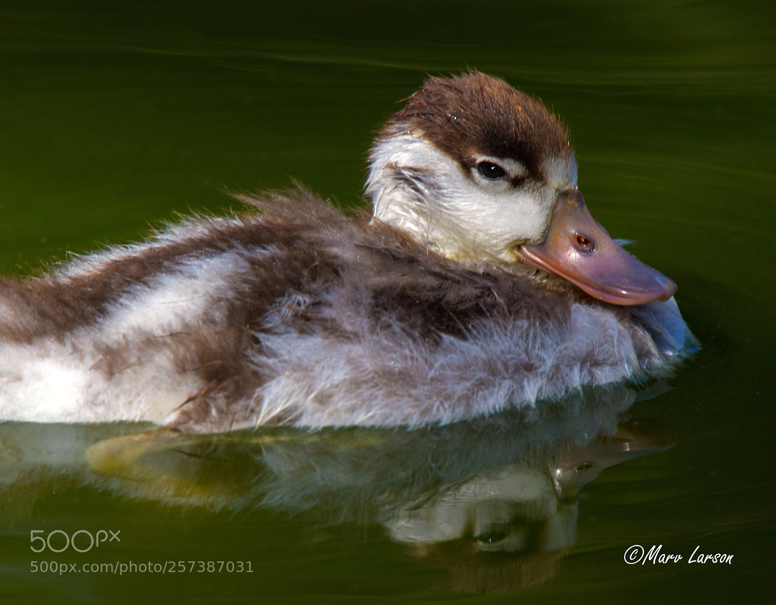 Canon EOS 7D Mark II sample photo. Untitled photography