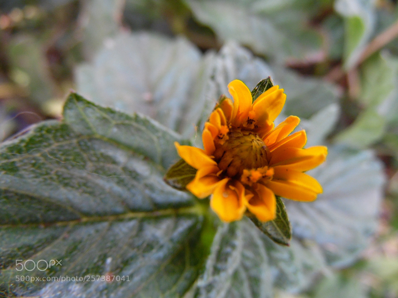 Samsung WB1100F/WB1101F/WB1102F sample photo. Strong photography