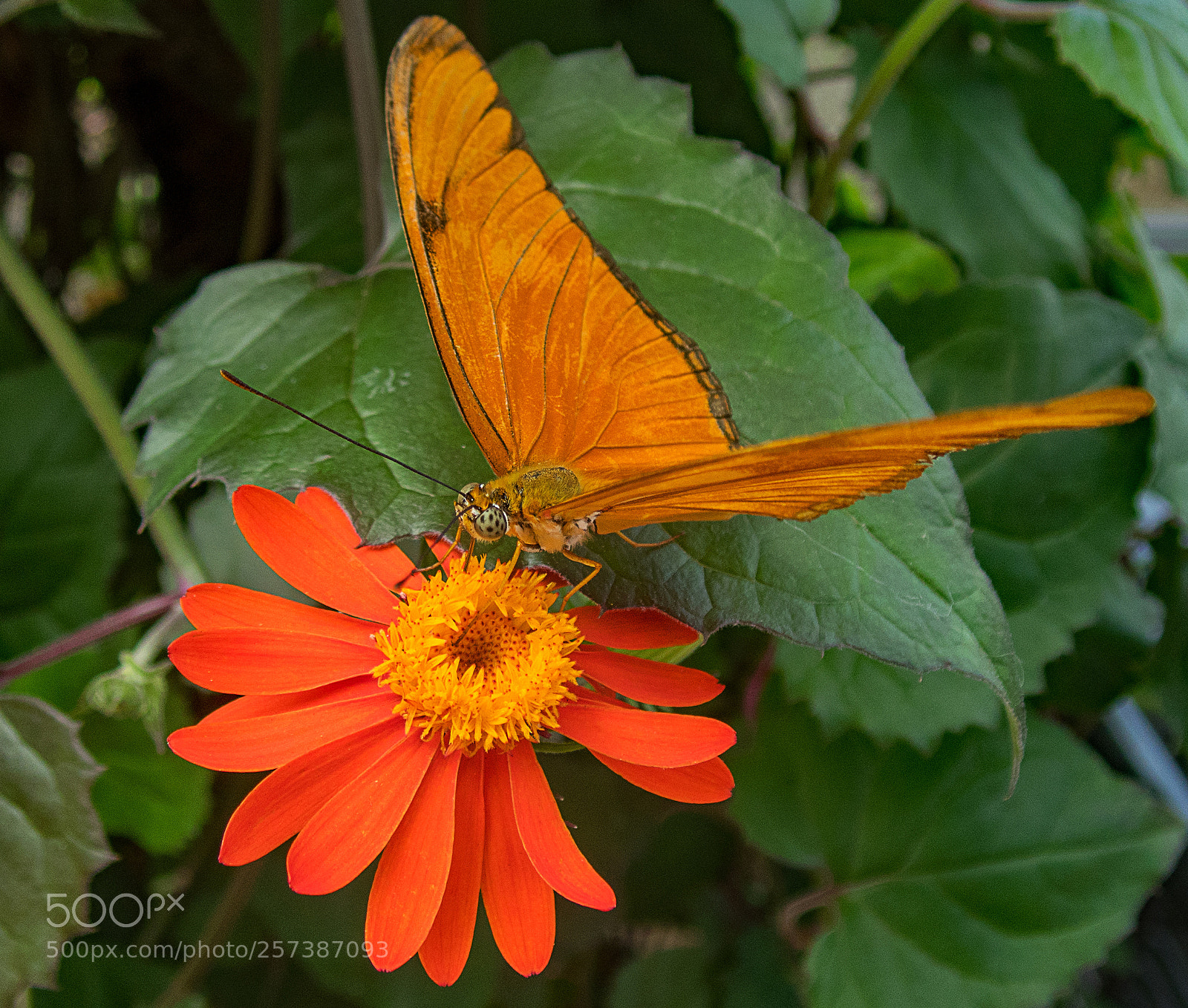 Olympus TG-5 sample photo. Harmonious photography